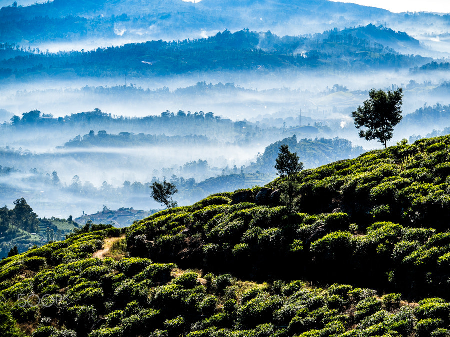 Olympus PEN E-P5 sample photo. Tea field in the mountains photography