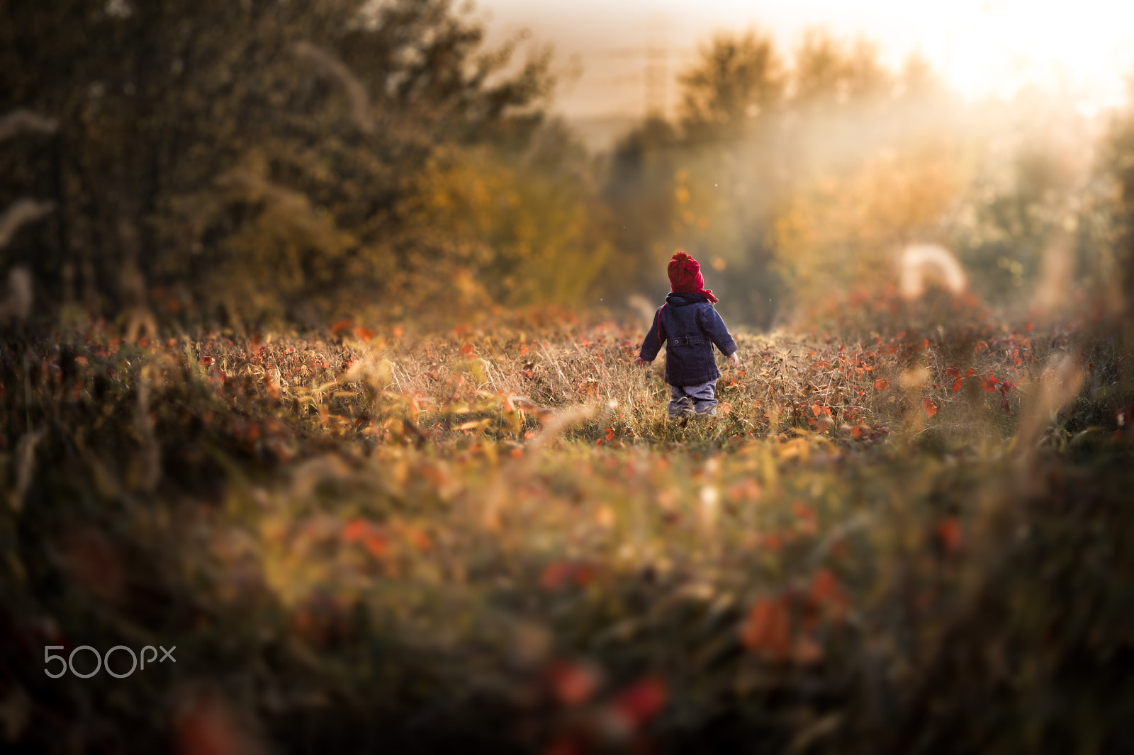 Sony a7 + Sony 50mm F1.4 sample photo. Dreamland photography