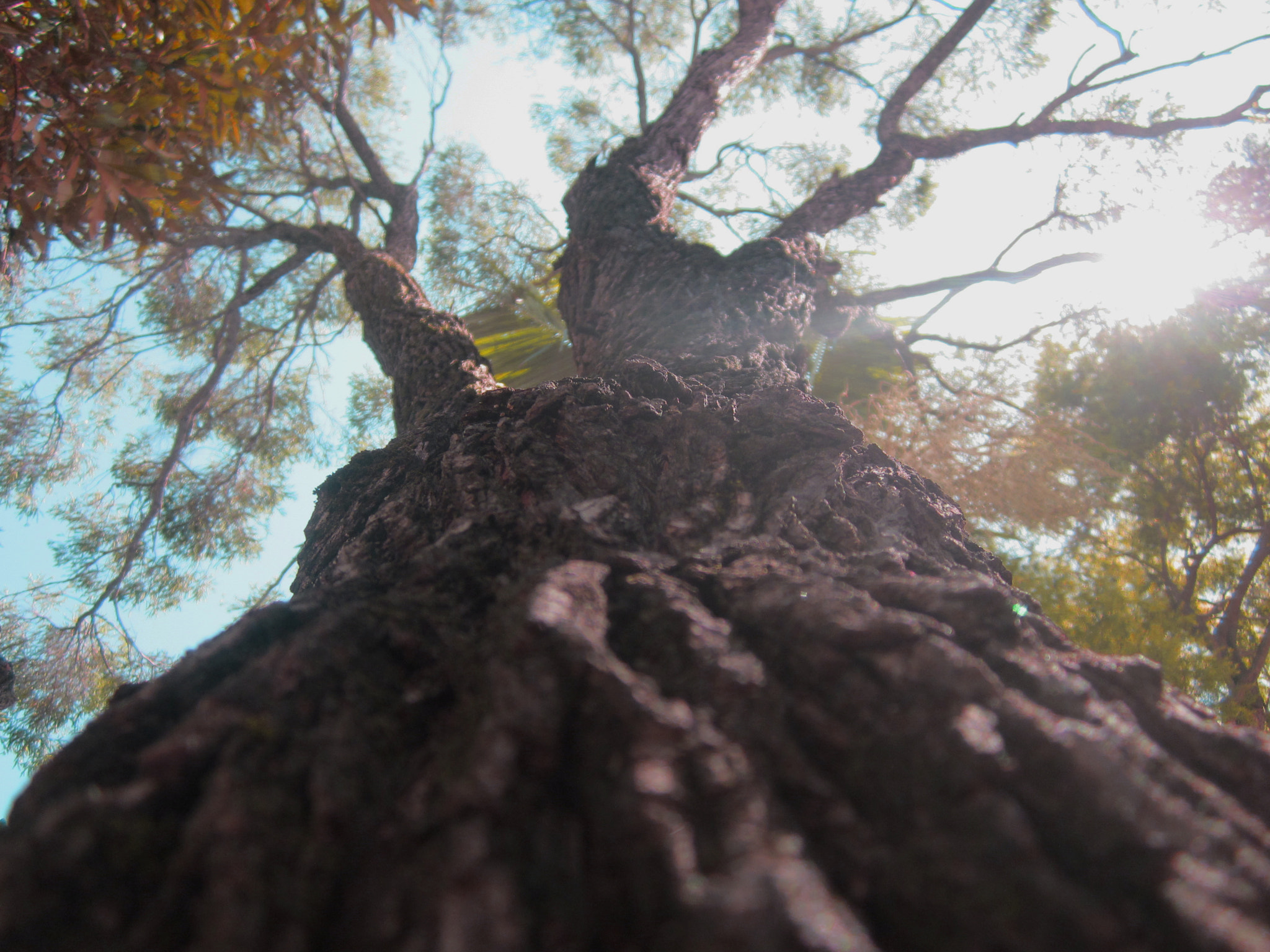 Canon PowerShot A1200 sample photo. Tree view photography