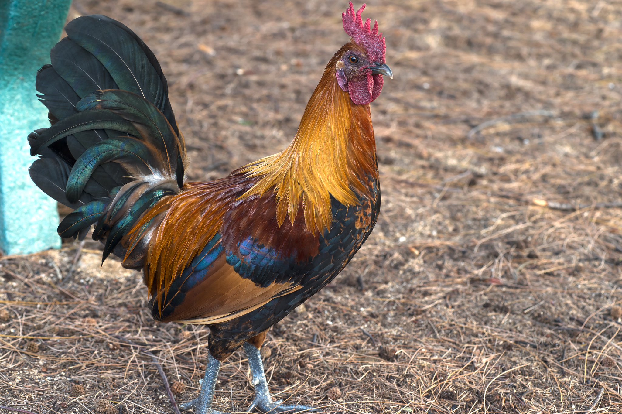 AF Zoom-Nikkor 80-200mm f/2.8 ED sample photo. Rooster photography
