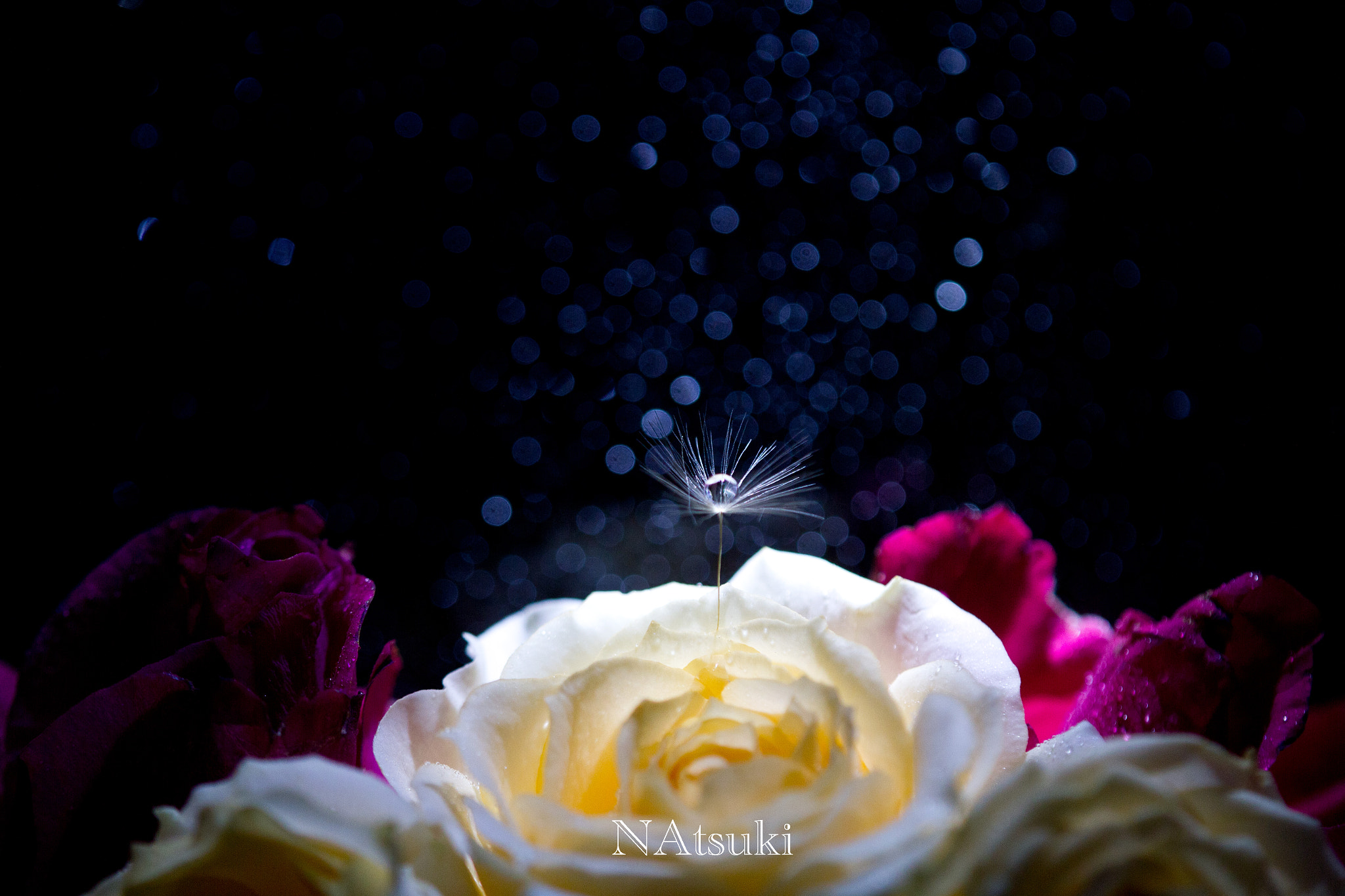 Tamron SP AF 180mm F3.5 Di LD (IF) Macro sample photo. Rose world photography
