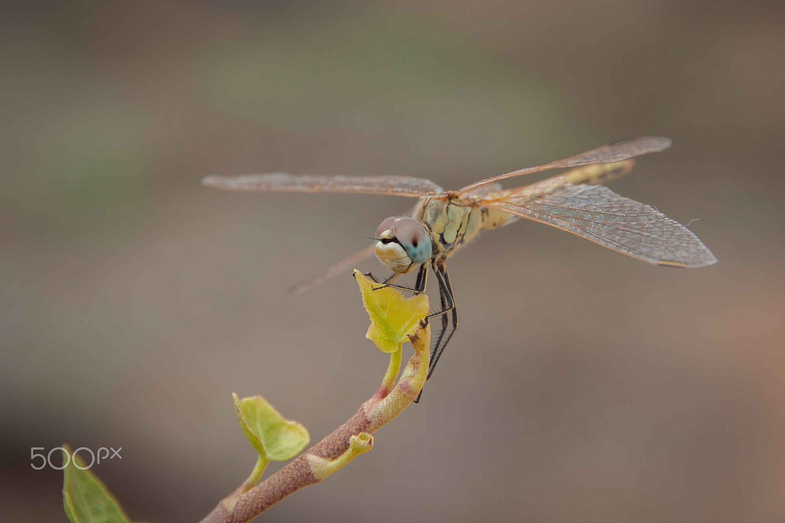 Canon EOS 500D (EOS Rebel T1i / EOS Kiss X3) sample photo. Dragonfly photography