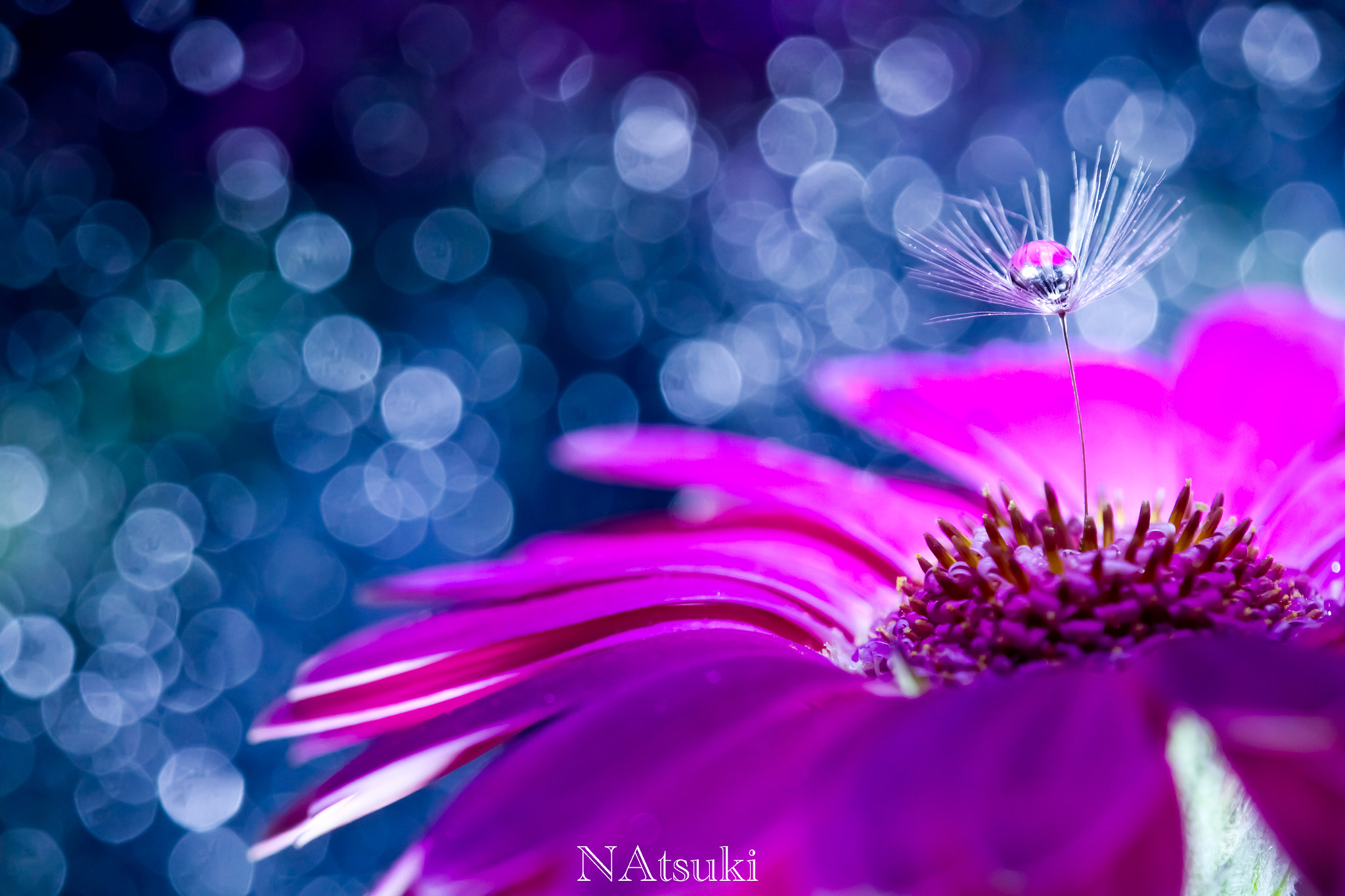 Tamron SP AF 180mm F3.5 Di LD (IF) Macro sample photo. Flower world photography