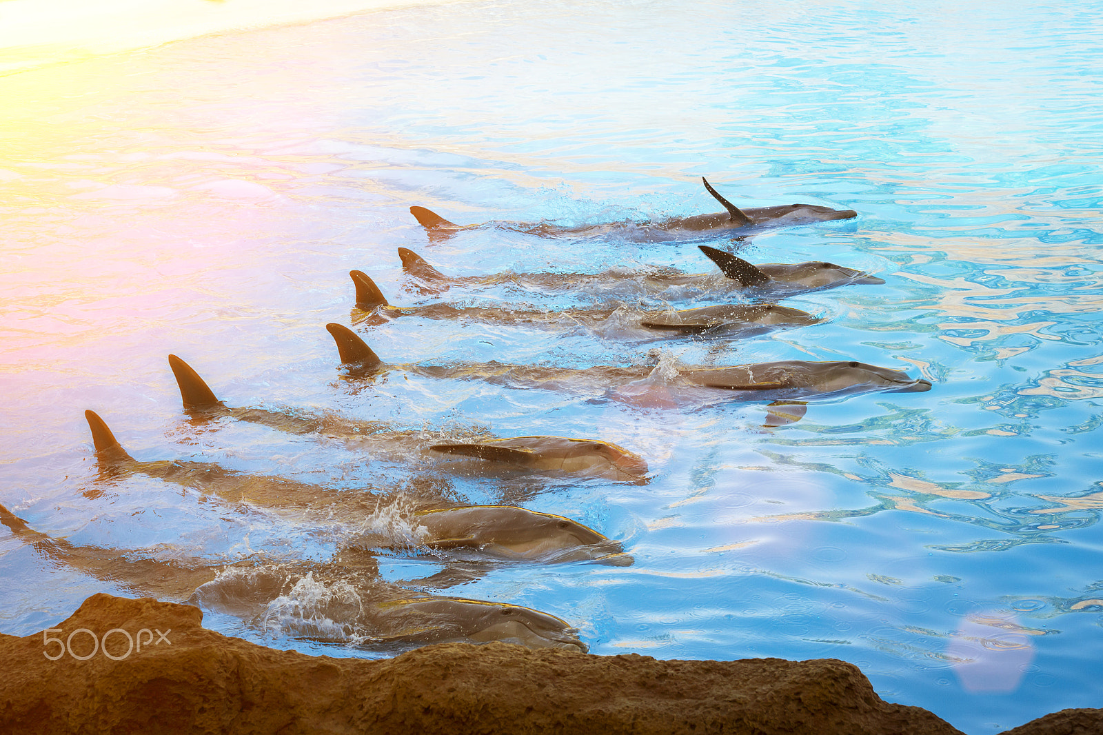 Nikon D3100 + Sigma 50mm F1.4 EX DG HSM sample photo. Show with dolphins in the pool, loro parque, tenerife photography