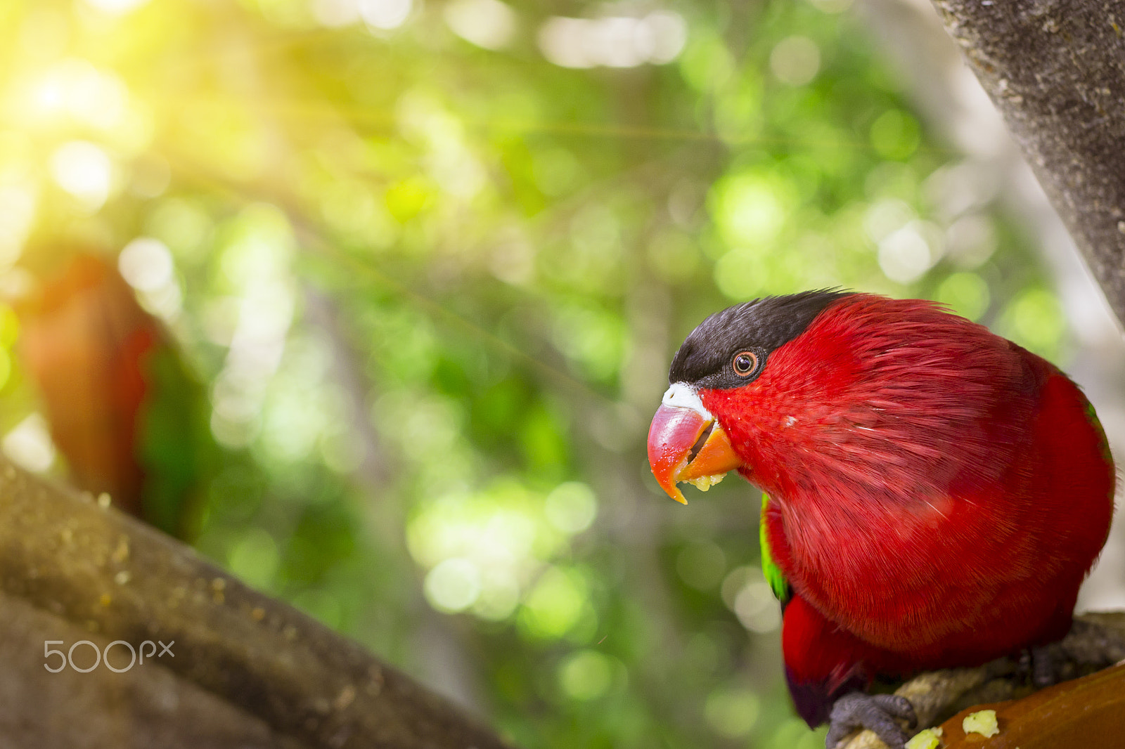 Nikon D3100 + Sigma 50mm F1.4 EX DG HSM sample photo. Bright parrot is feeding from bowl with seeds in loro park (loro photography