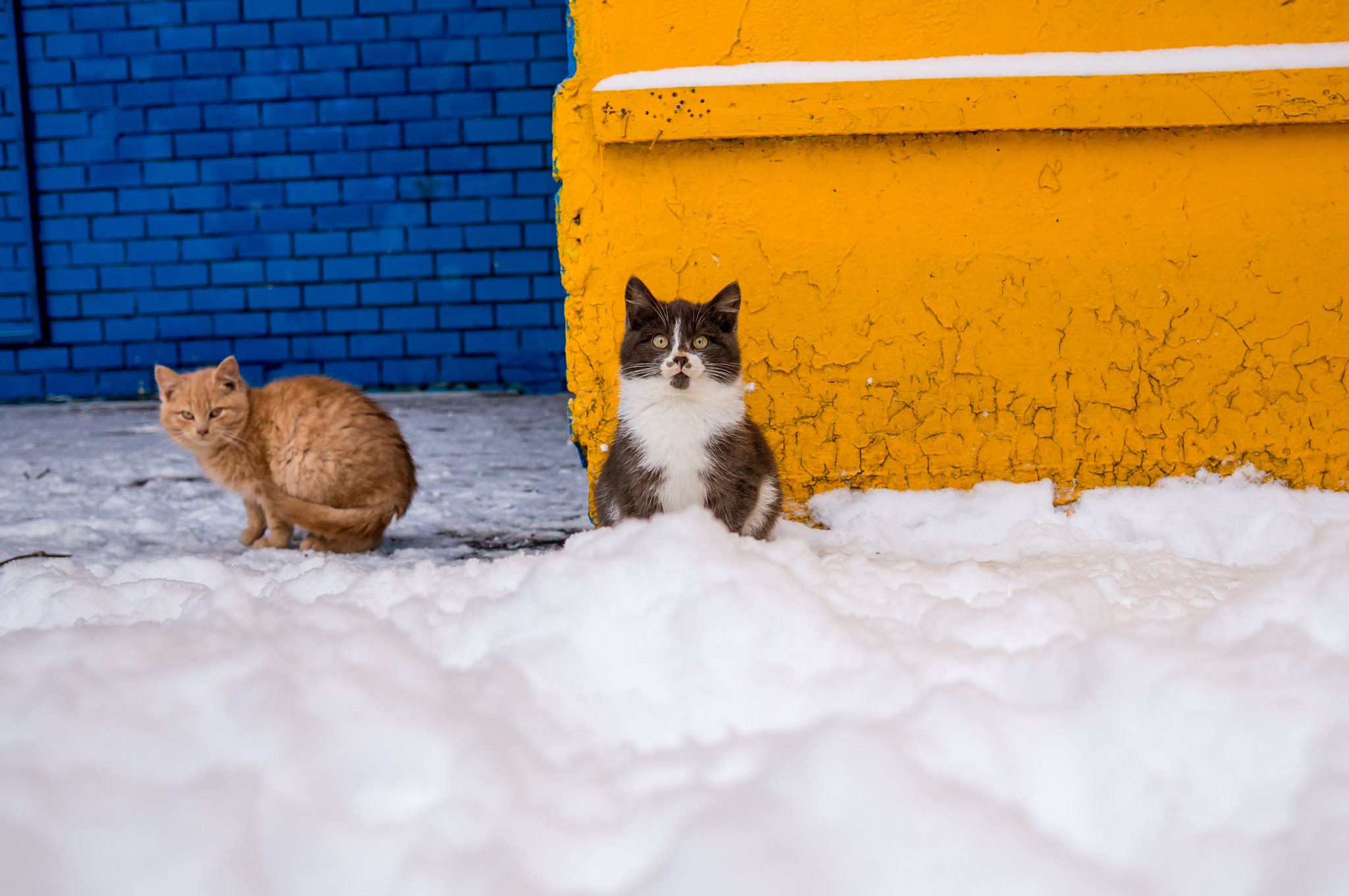 Sony Alpha NEX-3N + Sigma 19mm F2.8 EX DN sample photo. Cats photography