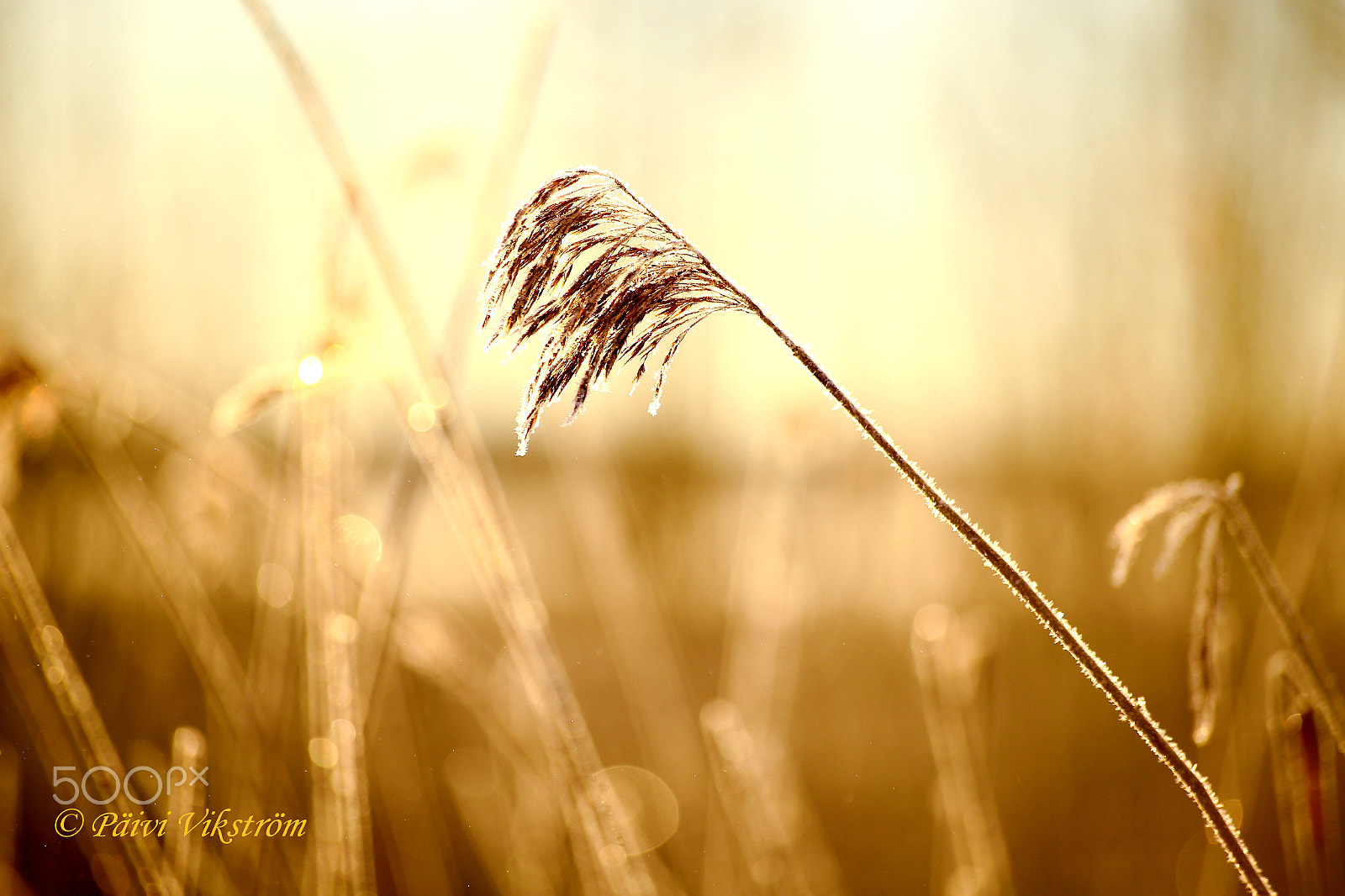 Canon EOS 6D + Canon 70-300mm sample photo. In the golden hour... photography