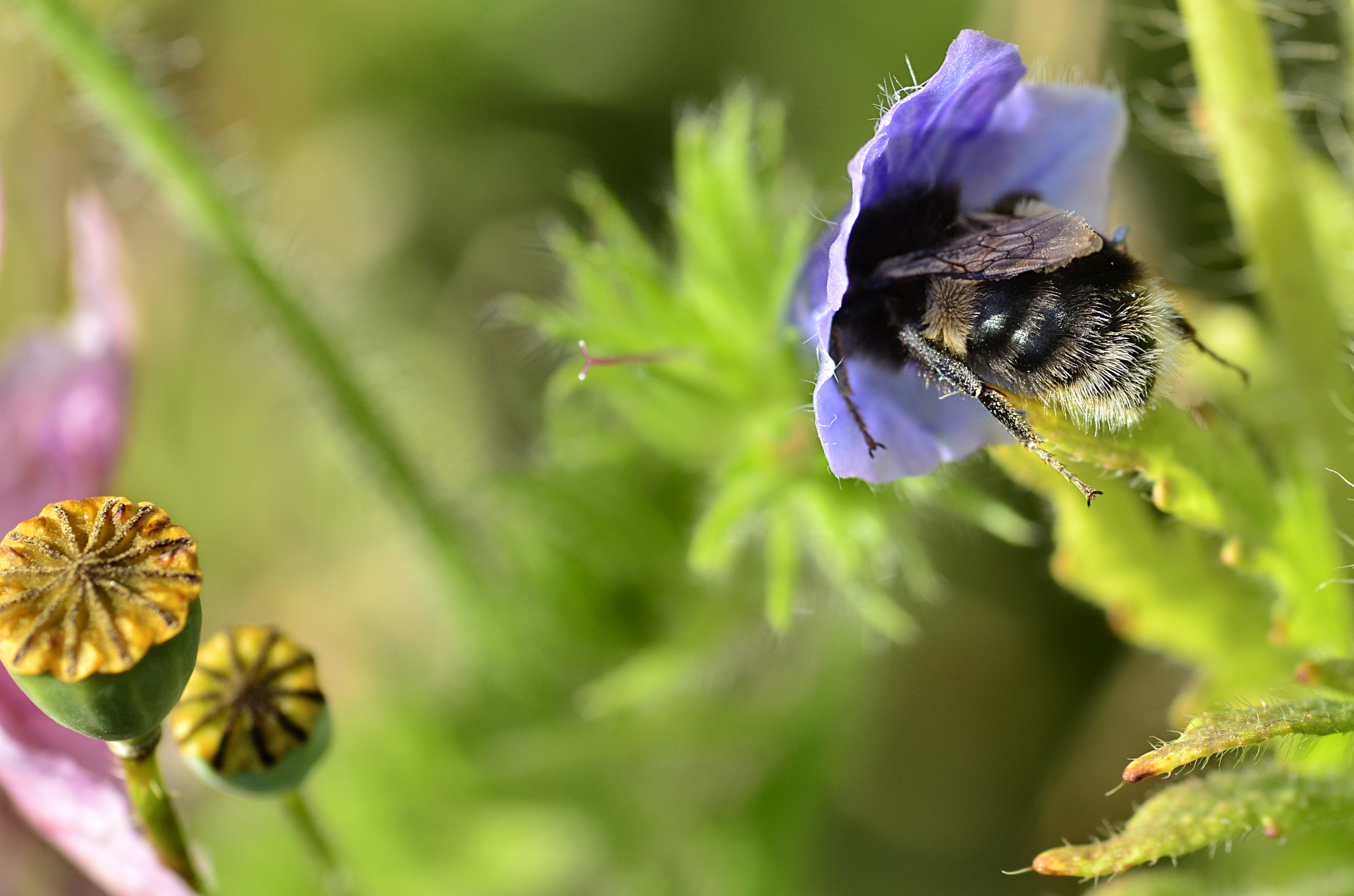 Nikon D7000 + Tokina AT-X Pro 100mm F2.8 Macro sample photo. Bumblebee in the wildflowers photography