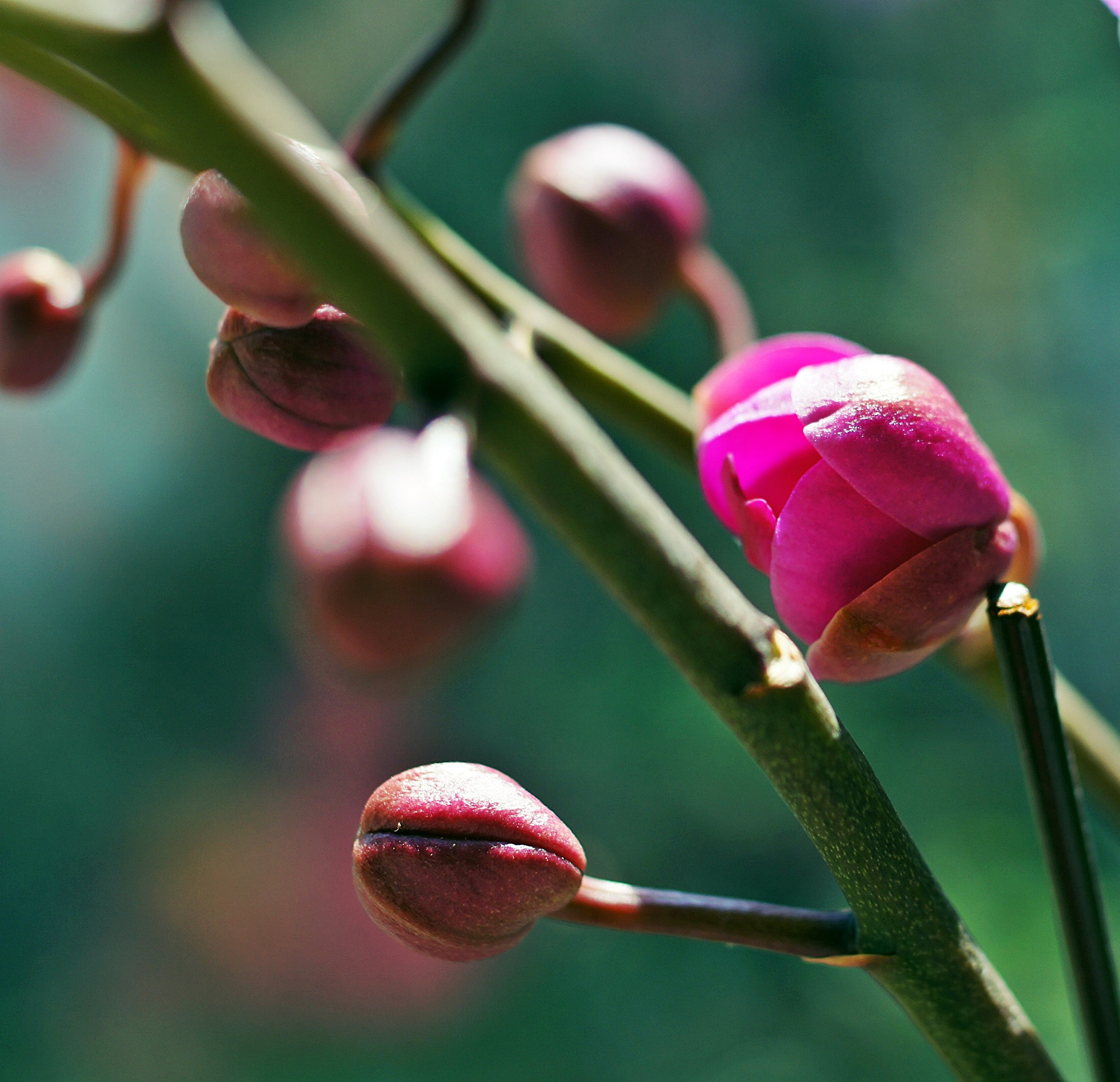 Sony SLT-A55 (SLT-A55V) + Sony DT 35mm F1.8 SAM sample photo. Flowering photography