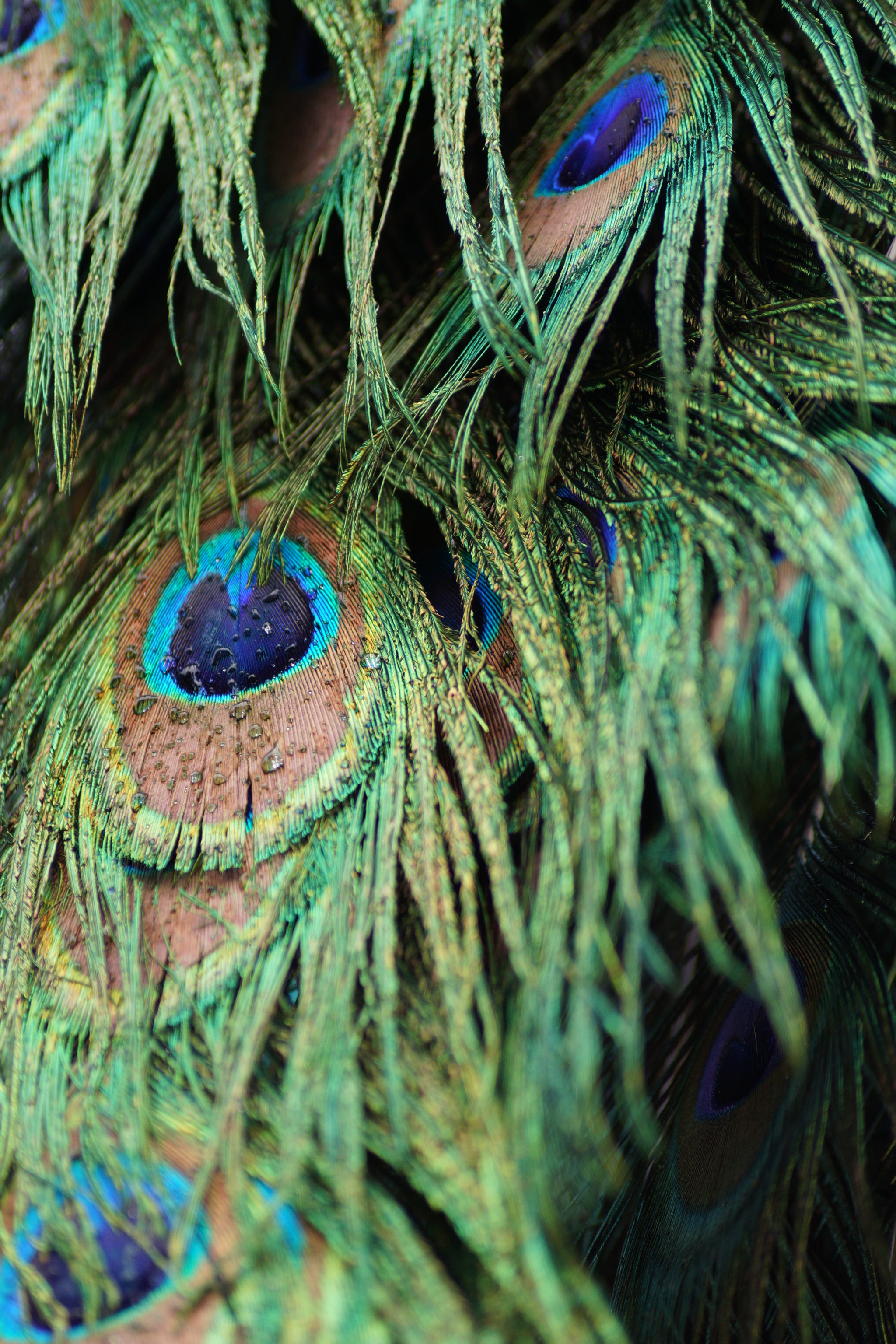 Sony SLT-A65 (SLT-A65V) + Sony DT 55-200mm F4-5.6 SAM sample photo. Beautiful peacock feathers photography