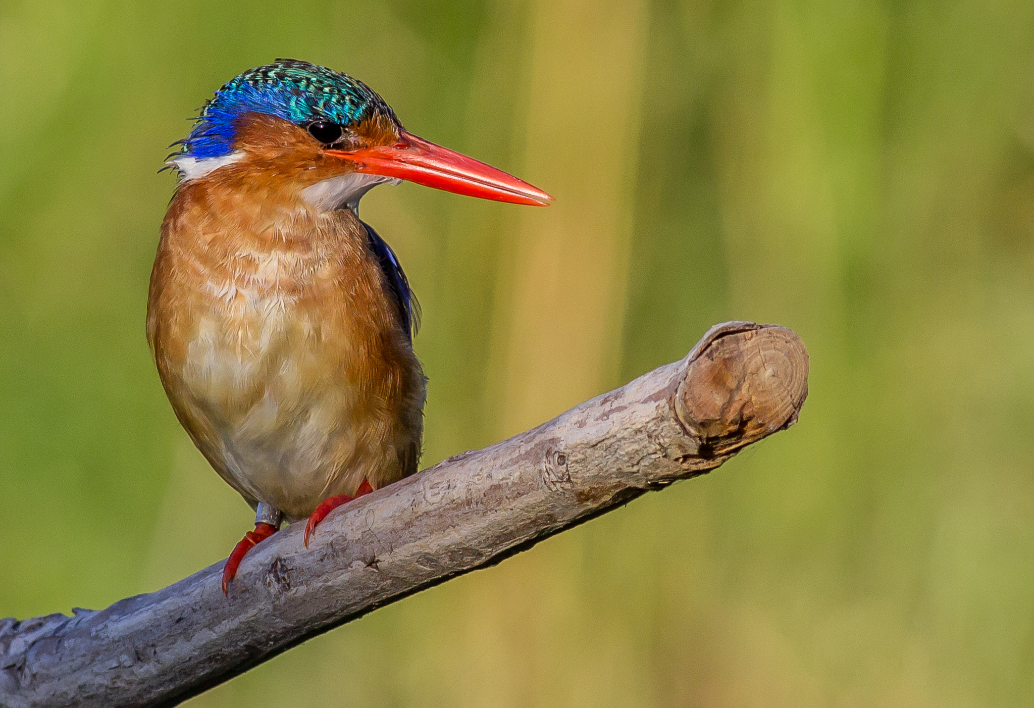 Canon EOS 1200D (EOS Rebel T5 / EOS Kiss X70 / EOS Hi) + Canon EF 400mm F5.6L USM sample photo. Malachite kingfisher photography