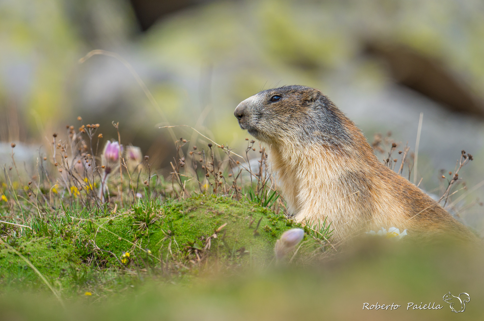 Nikon D800E + Nikon AF-S Nikkor 500mm F4G ED VR sample photo. Marmotta photography