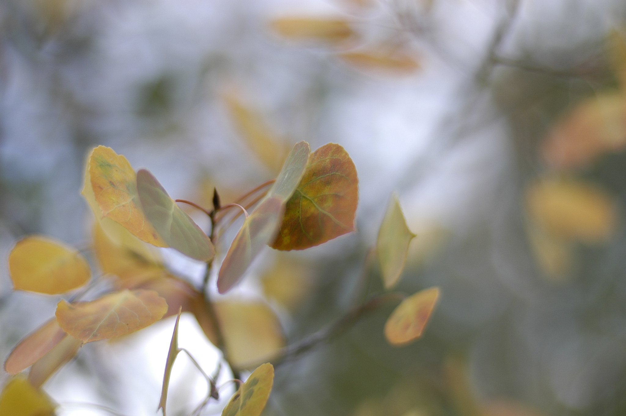 Nikon D100 + Nikon AF Nikkor 50mm F1.4D sample photo. Dsc_0032.jpg photography