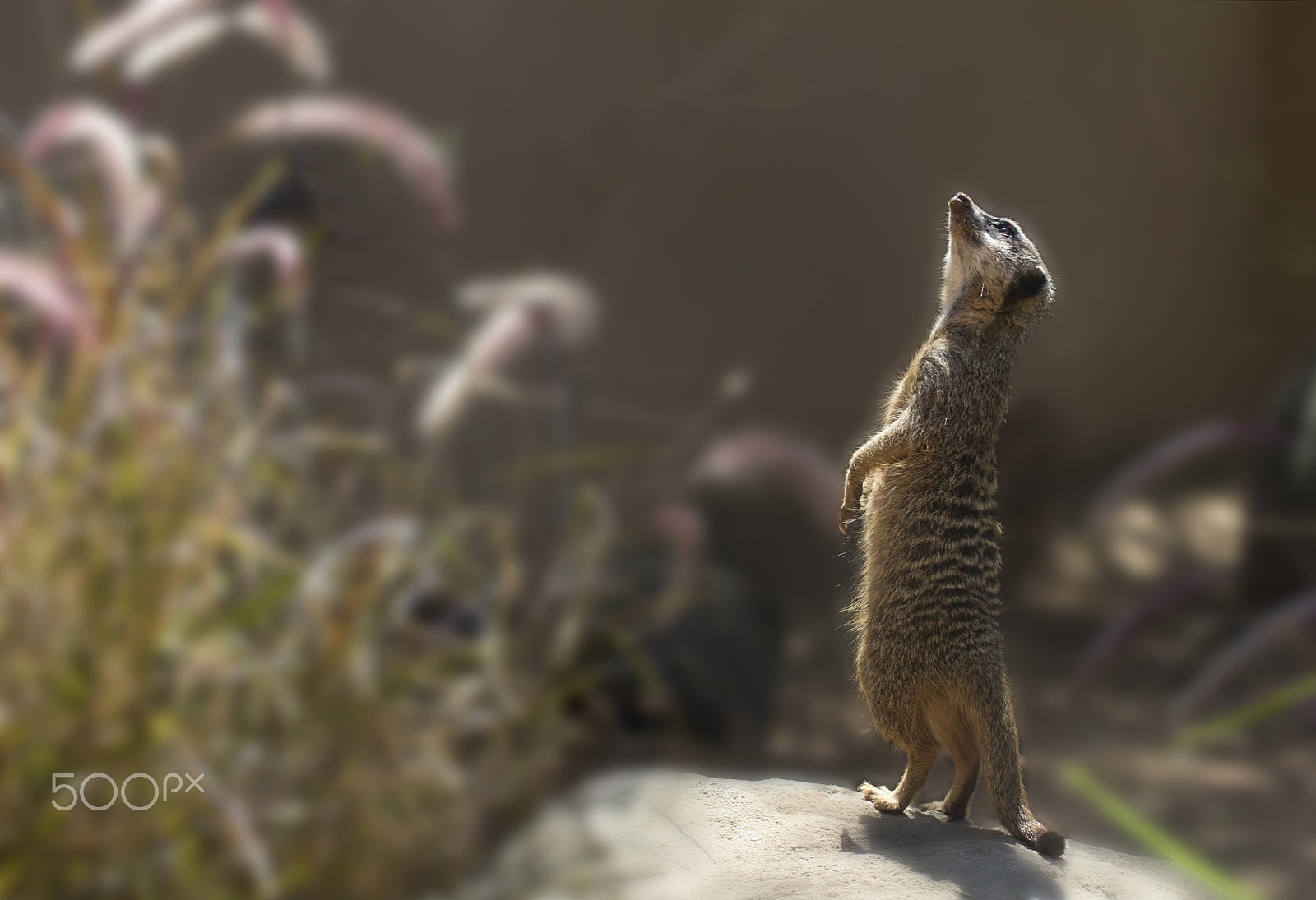 Canon EOS 600D (Rebel EOS T3i / EOS Kiss X5) sample photo. Meerkat photography