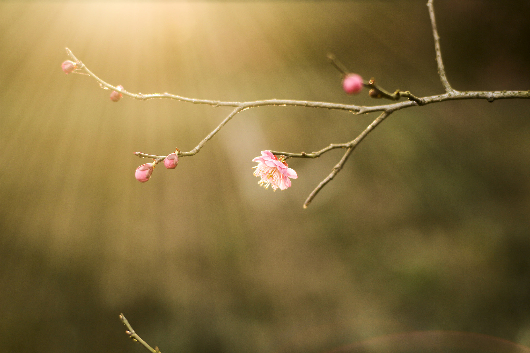 Canon EOS 650D (EOS Rebel T4i / EOS Kiss X6i) + ZEISS Planar T* 50mm F1.4 sample photo. Flower photography