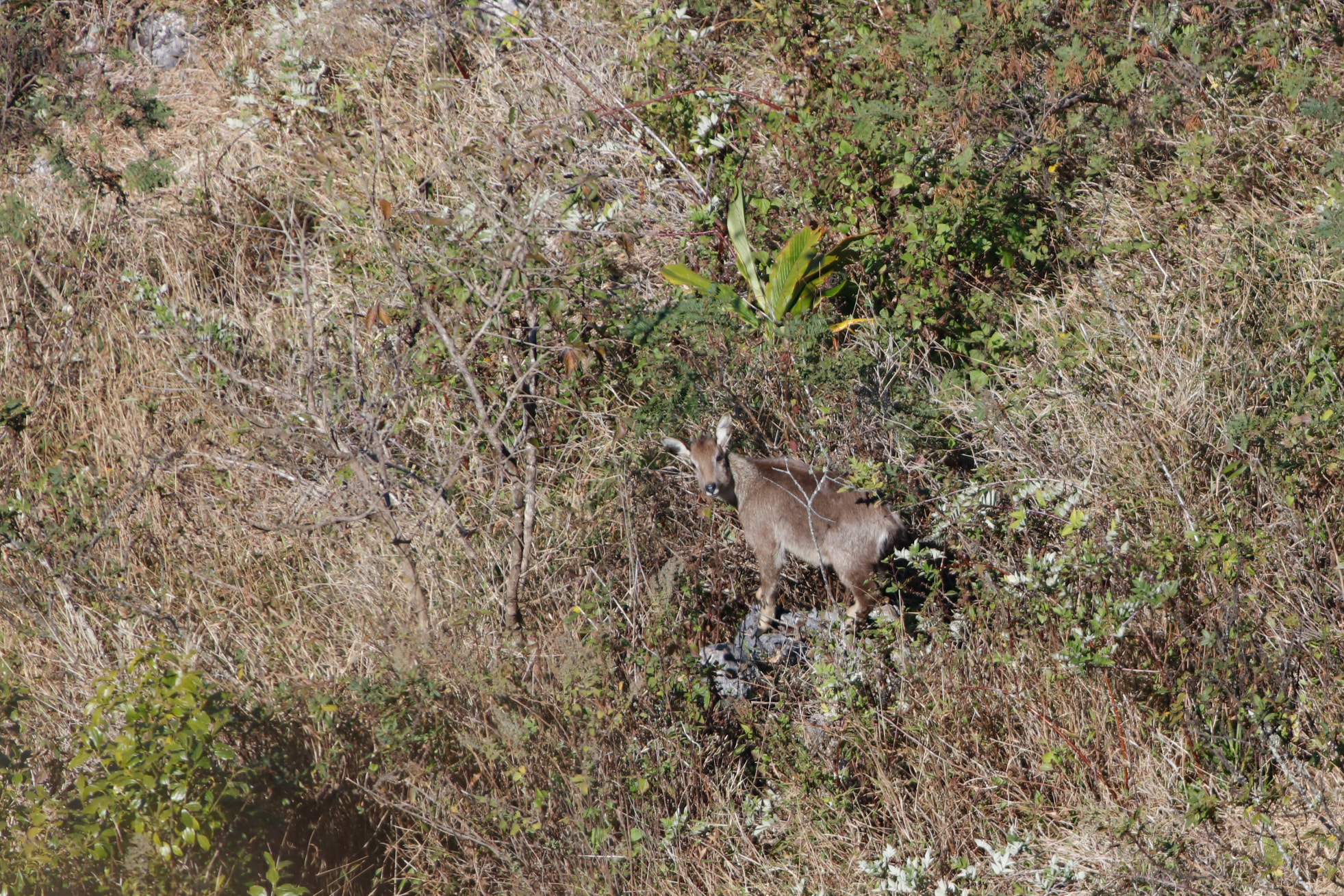 Canon EF 300mm f/2.8L + 2x sample photo. Goral from doi luang chiang dao at 2,225m photography