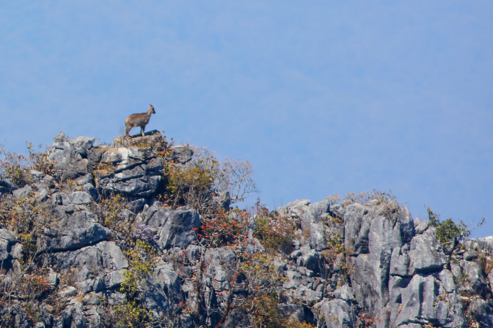 Canon EF 300mm f/2.8L + 2x sample photo. Goral from doi luang chiang dao at 2,225m photography