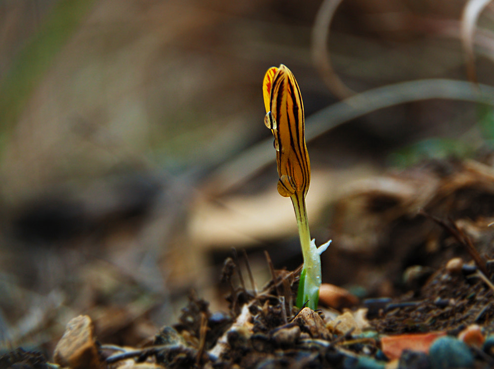Nikon D50 sample photo. Alone photography