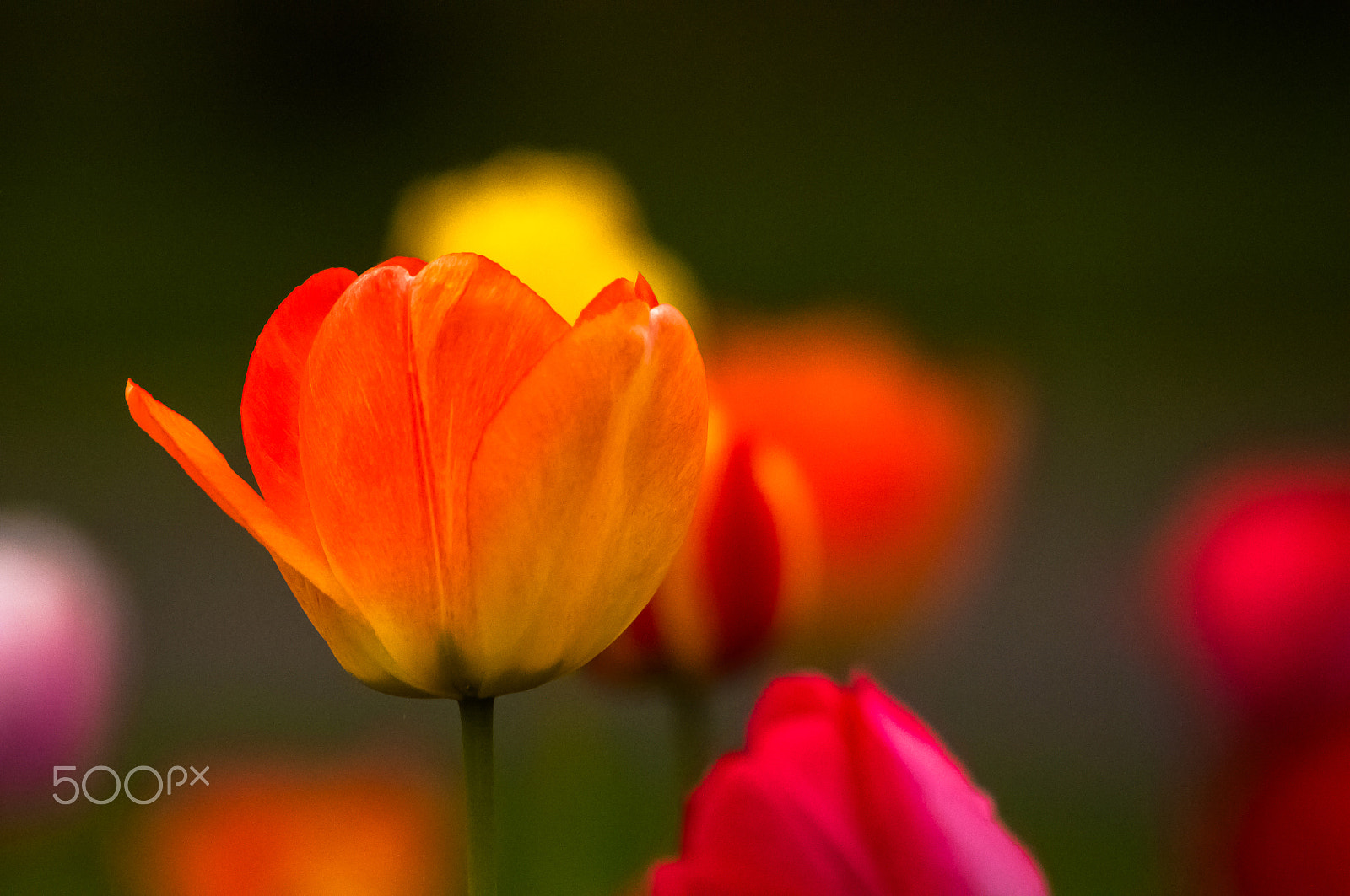 AF Zoom-Nikkor 80-200mm f/2.8 ED sample photo. Tulips photography