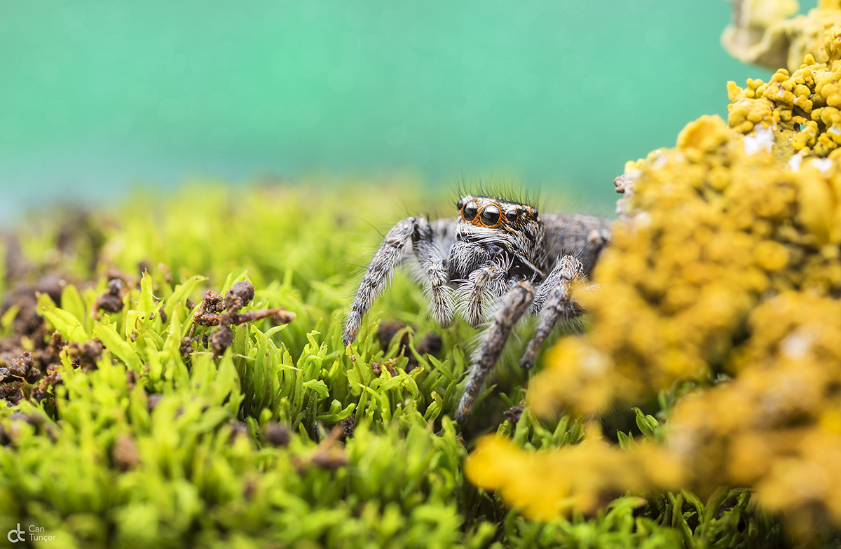 Canon MP-E 65mm F2.5 1-5x Macro Photo sample photo. Hide photography