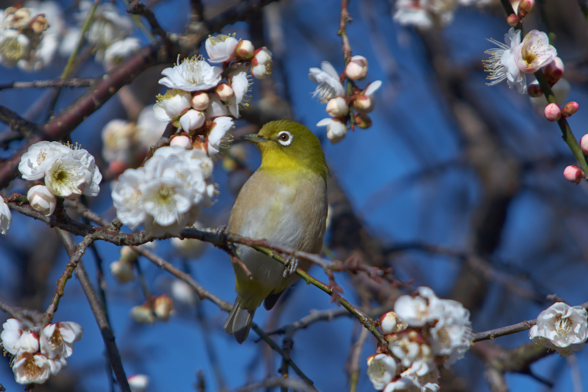 Canon EOS 30D + Canon EF 70-200mm F2.8L IS USM sample photo. Early spring photography