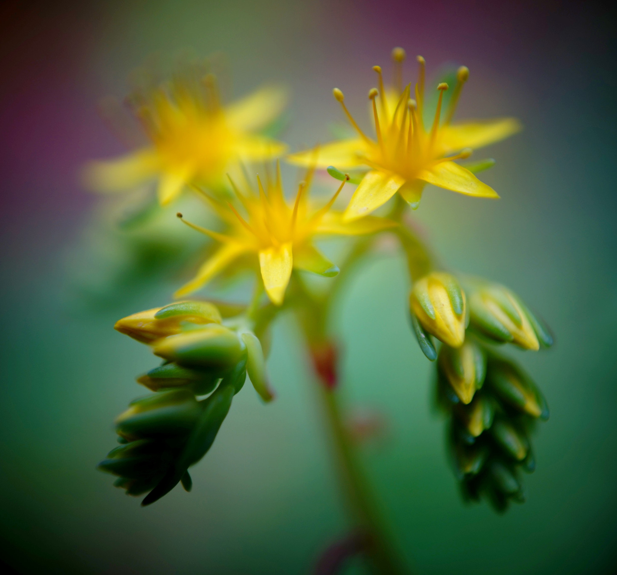 Sony a7R + Sony FE 28mm F2 sample photo. Blurry photography