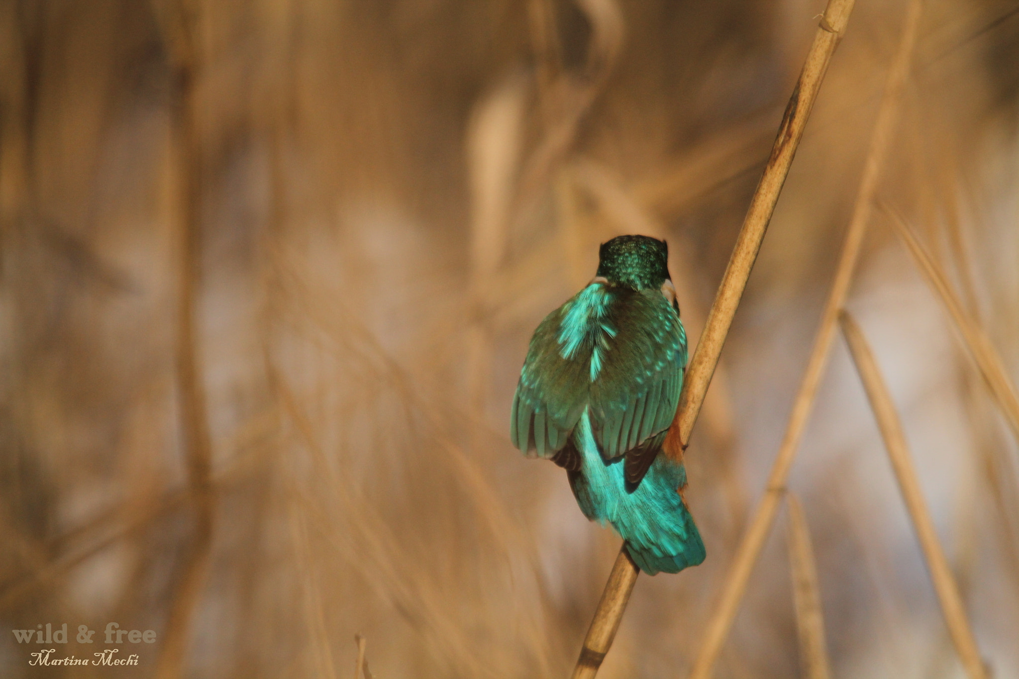 Sigma 150-500mm F5-6.3 DG OS HSM sample photo. *wings of light ii* photography