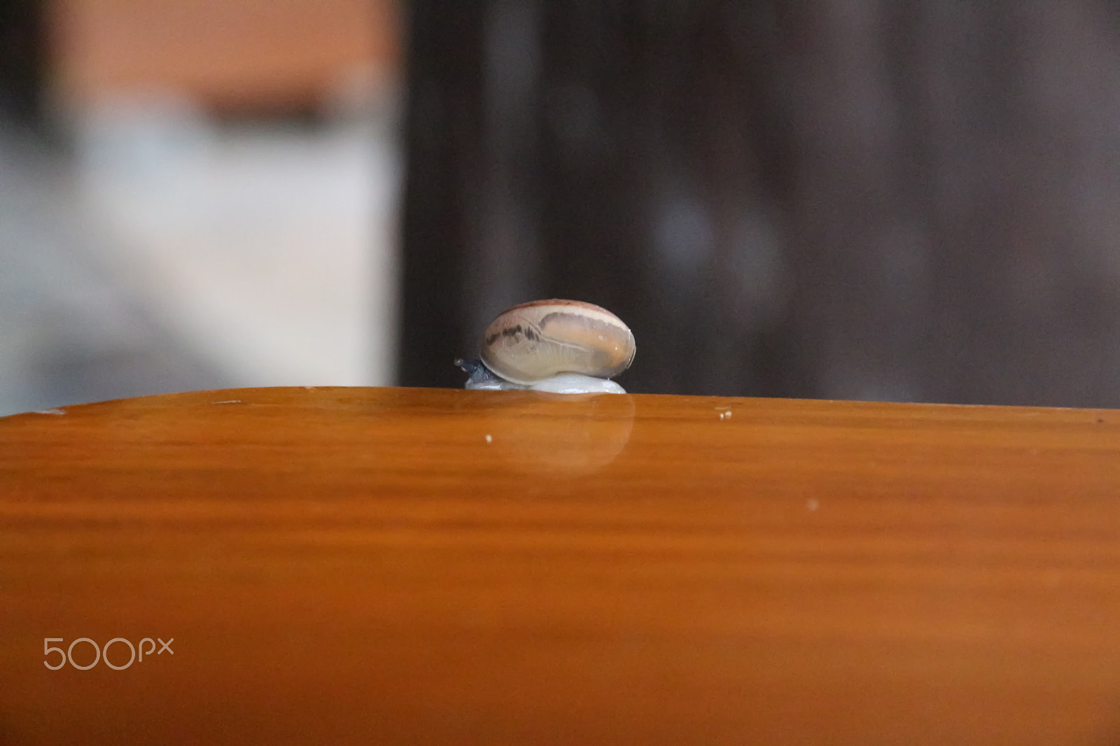 Canon EOS 650D (EOS Rebel T4i / EOS Kiss X6i) + Canon EF-S 15-85mm F3.5-5.6 IS USM sample photo. Snail on table photography
