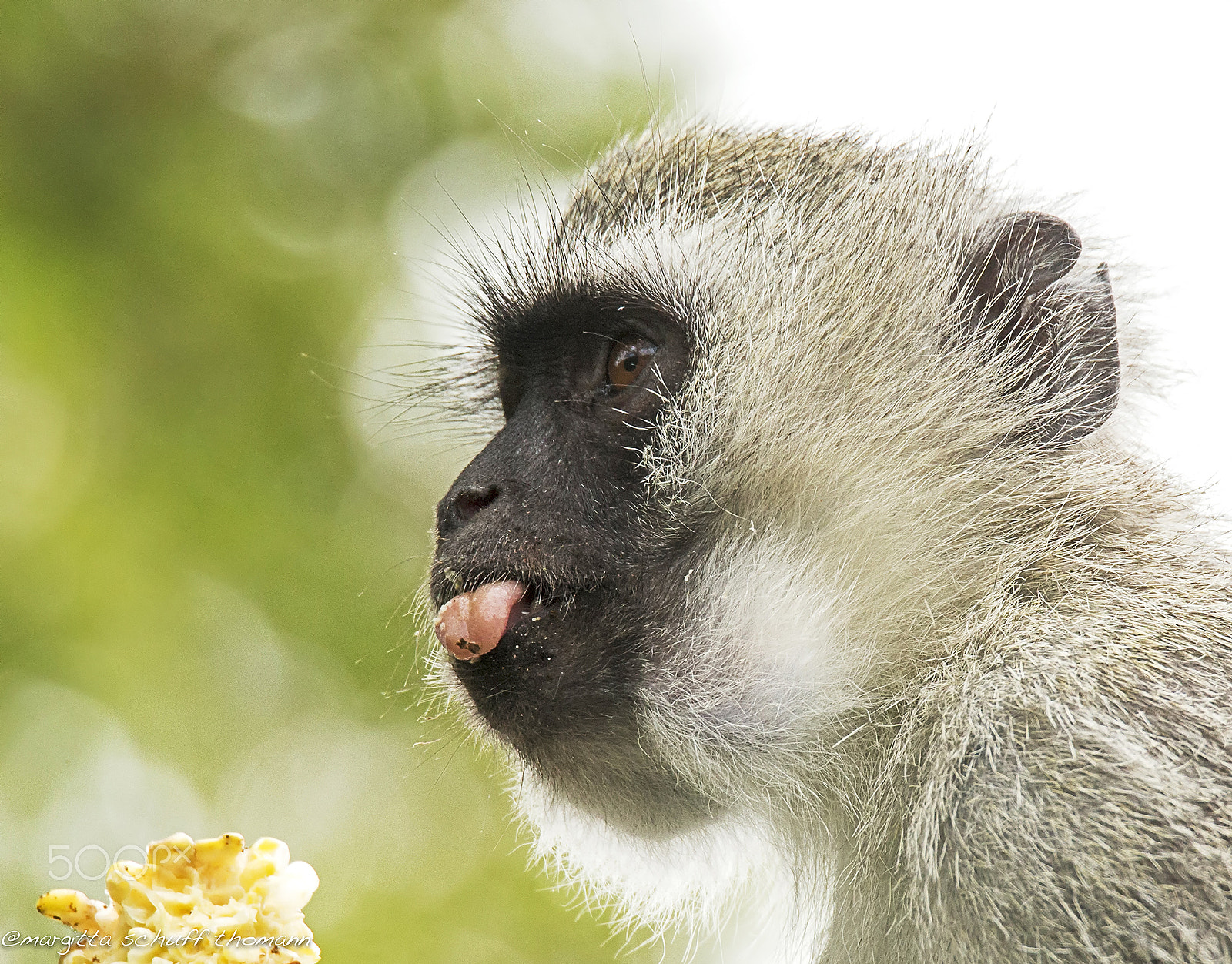 Tamron SP 150-600mm F5-6.3 Di VC USD sample photo. Monkey.. photography