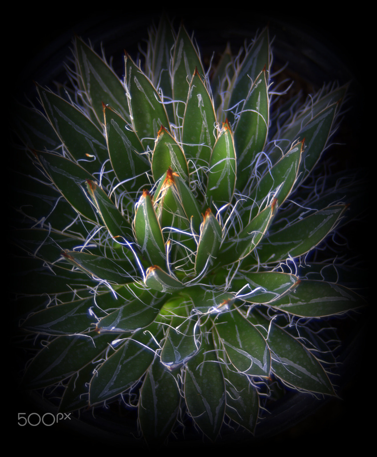 Sigma 28-90mm F3.5-5.6 Macro sample photo. Agave photography