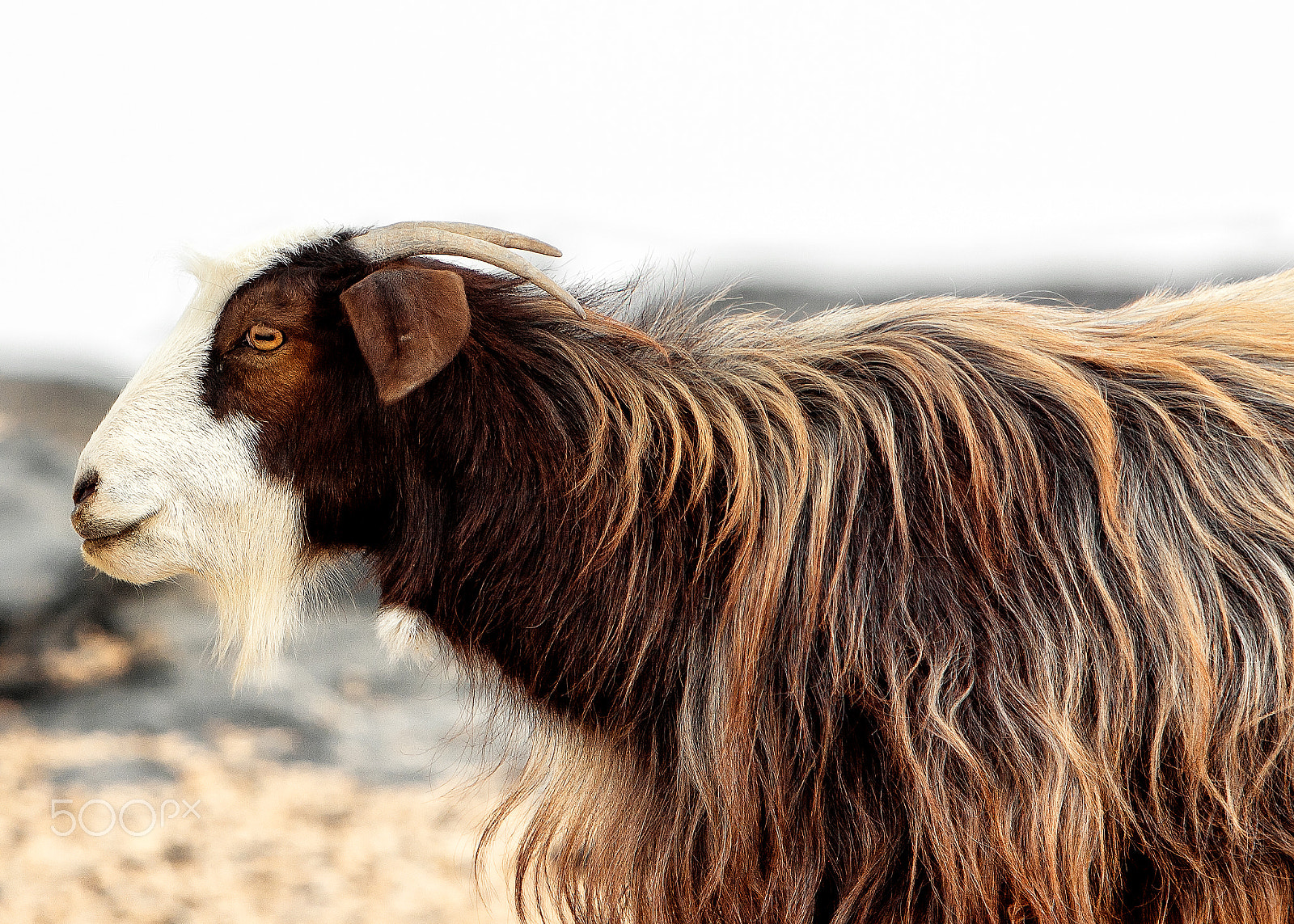 Canon EF 70-200mm F2.8L IS USM sample photo. Omani goat photography