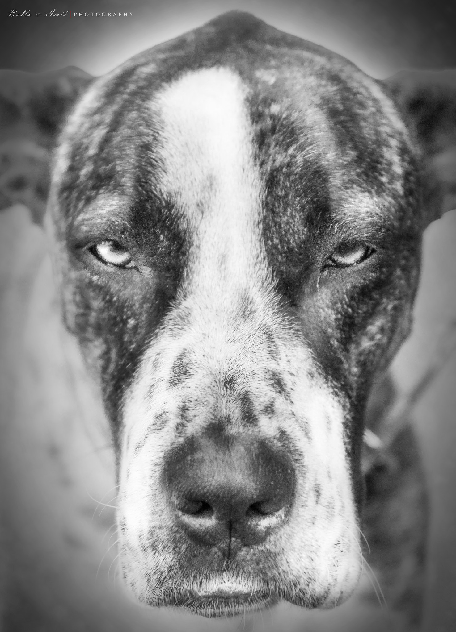 Sigma 17-70mm F2.8-4 DC Macro OS HSM | C sample photo. Bodyguard photography