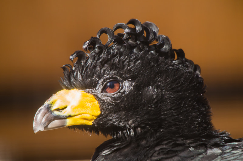 Pentax K-30 + Sigma 50-500mm F4.5-6.3 DG OS HSM sample photo. Bare-faced curassow photography