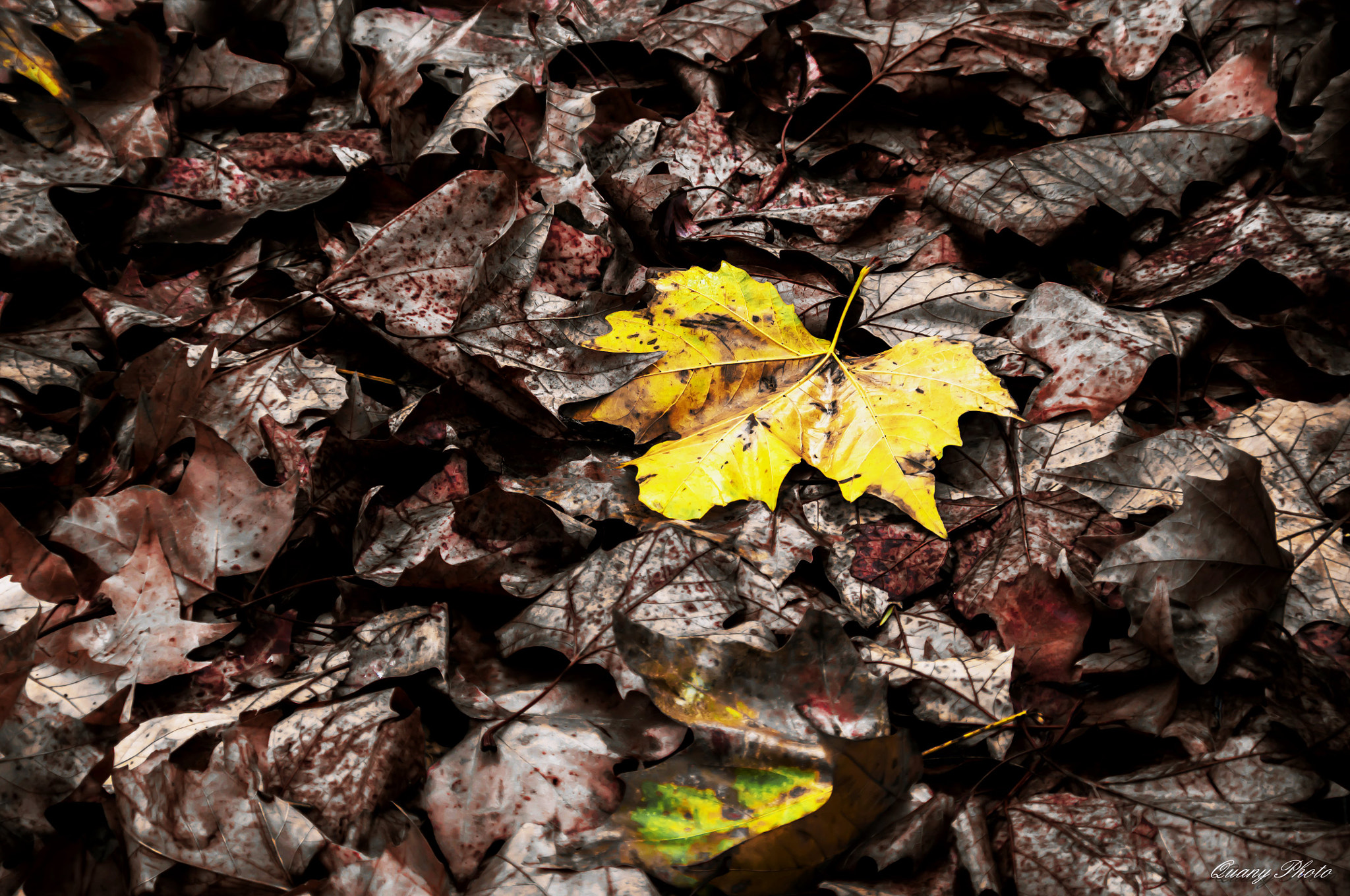 Sigma 18-200mm F3.5-6.3 DC OS HSM sample photo. Les feuilles mortes se ramassent à la pelle photography