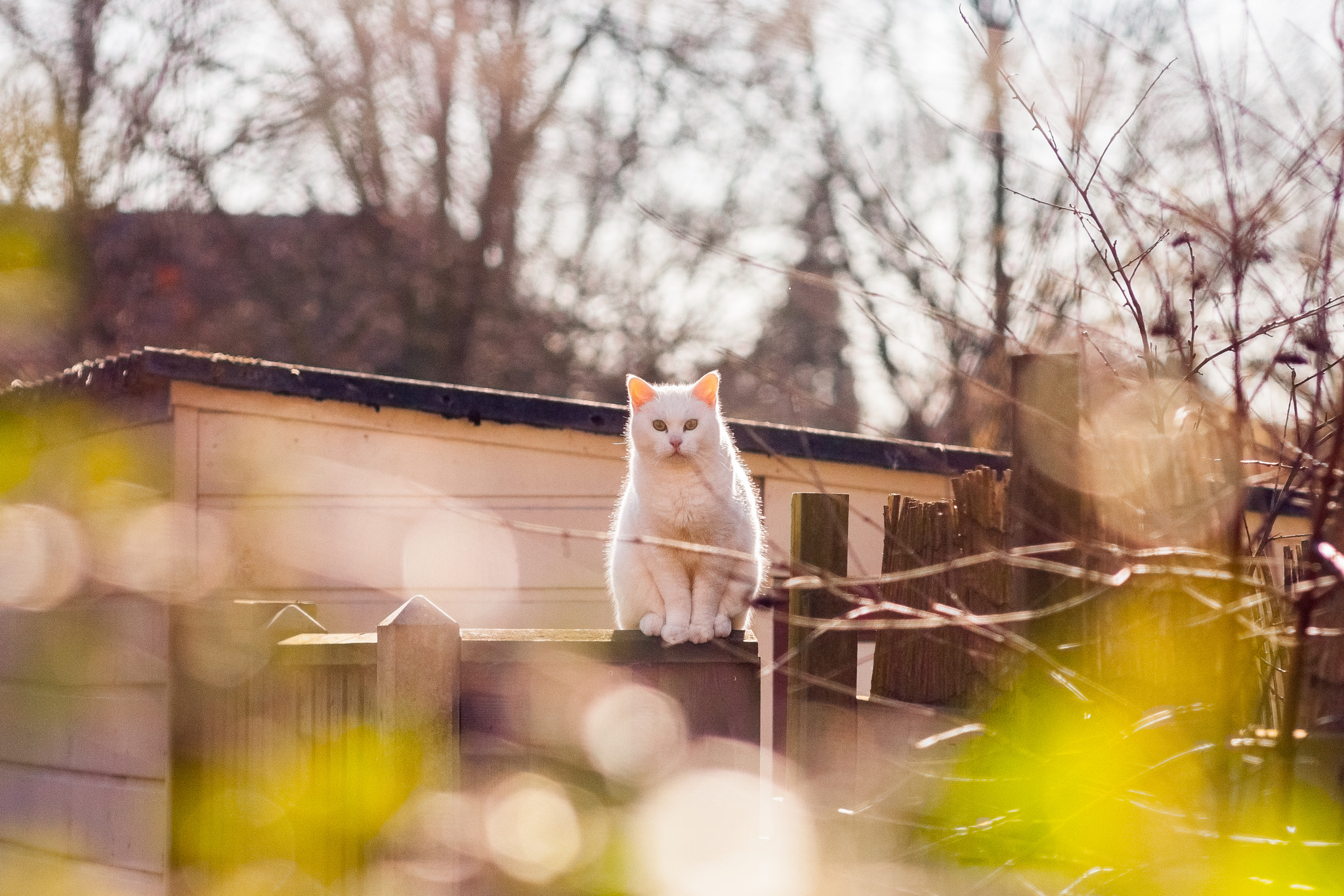 Canon EOS 40D + Canon EF 135mm F2.8 SF sample photo. Sitting photography