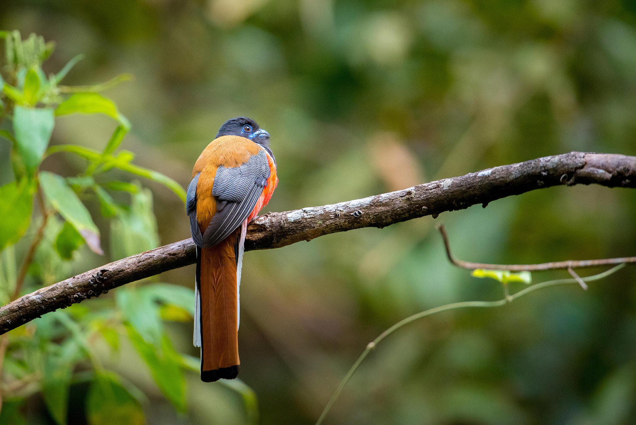 Nikon D750 + Nikon AF-S Nikkor 600mm F4G ED VR sample photo. Malabar trogon photography