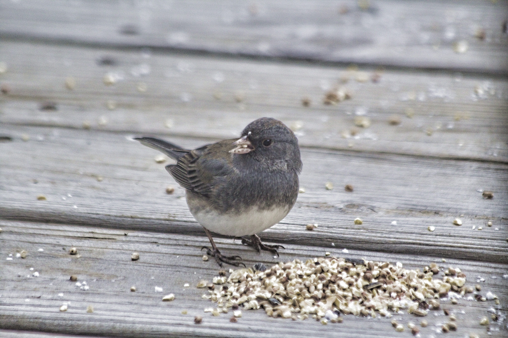 Canon EF 70-300mm F4-5.6 IS USM sample photo. Bird close up photography