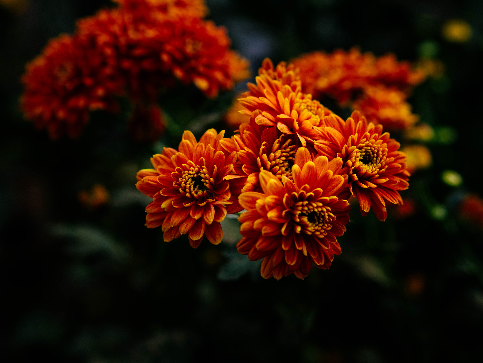 Panasonic Lumix DMC-GM1 + Olympus M.Zuiko Digital 45mm F1.8 sample photo. Chrysanthemum photography