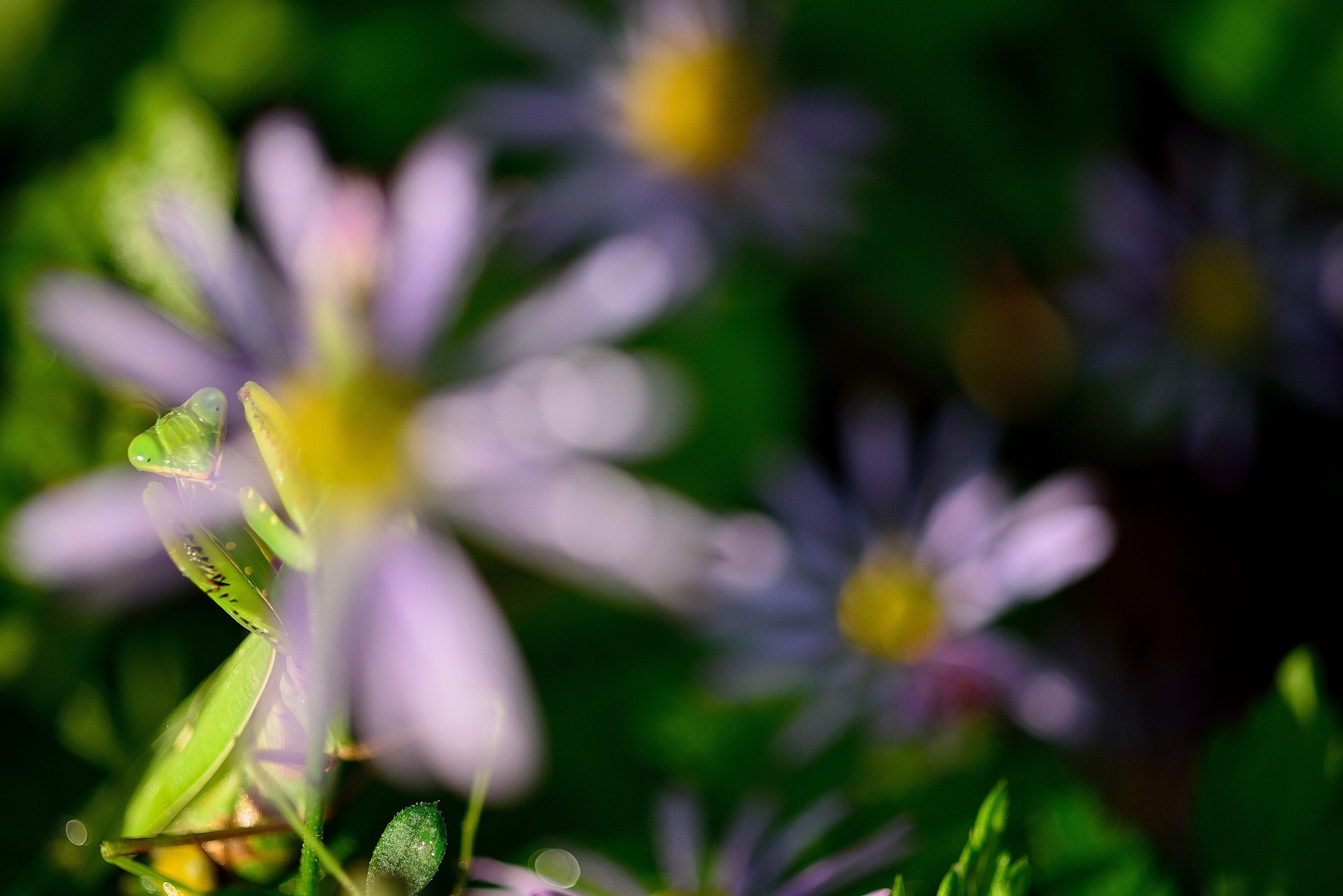ZEISS Makro-Planar T* 50mm F2 sample photo. One's eyes photography