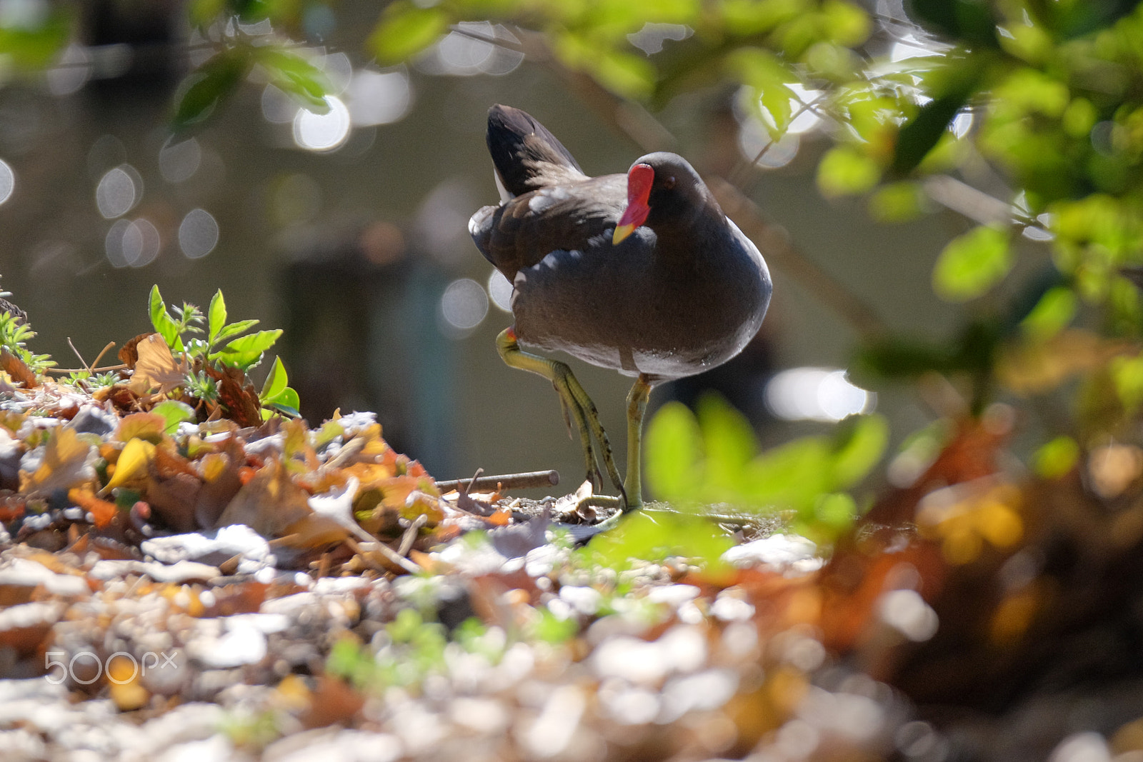 XF50-140mmF2.8 R LM OIS WR + 1.4x sample photo. Morning common moorhen photography