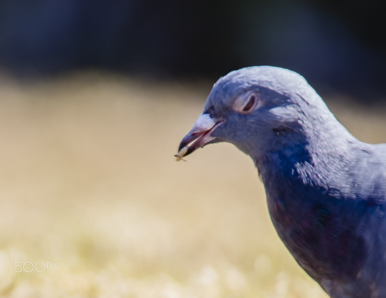 Sigma 150-600mm F5-6.3 DG OS HSM | C sample photo. 121a1977.jpg photography