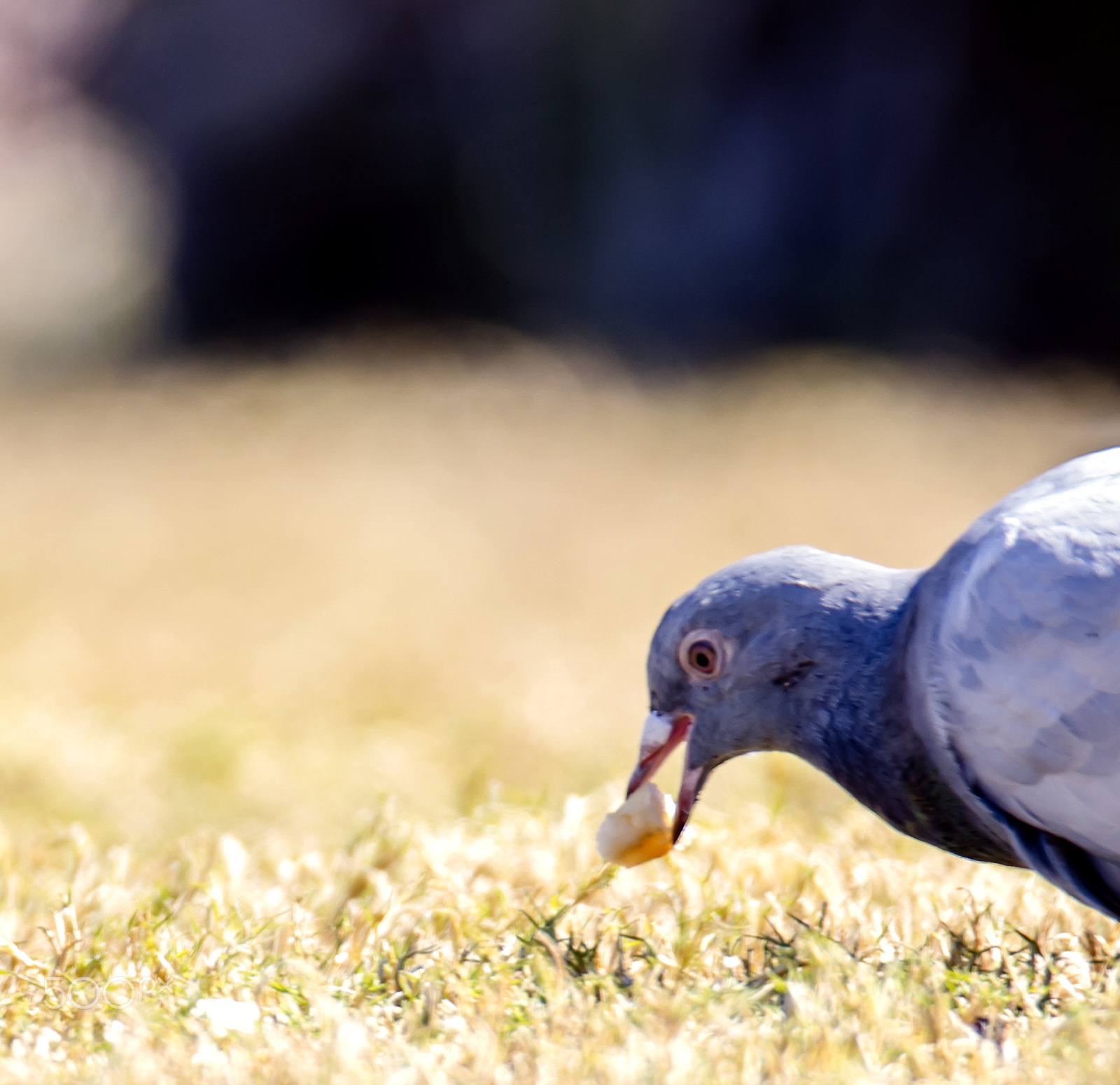 Sigma 150-600mm F5-6.3 DG OS HSM | C sample photo. V photography