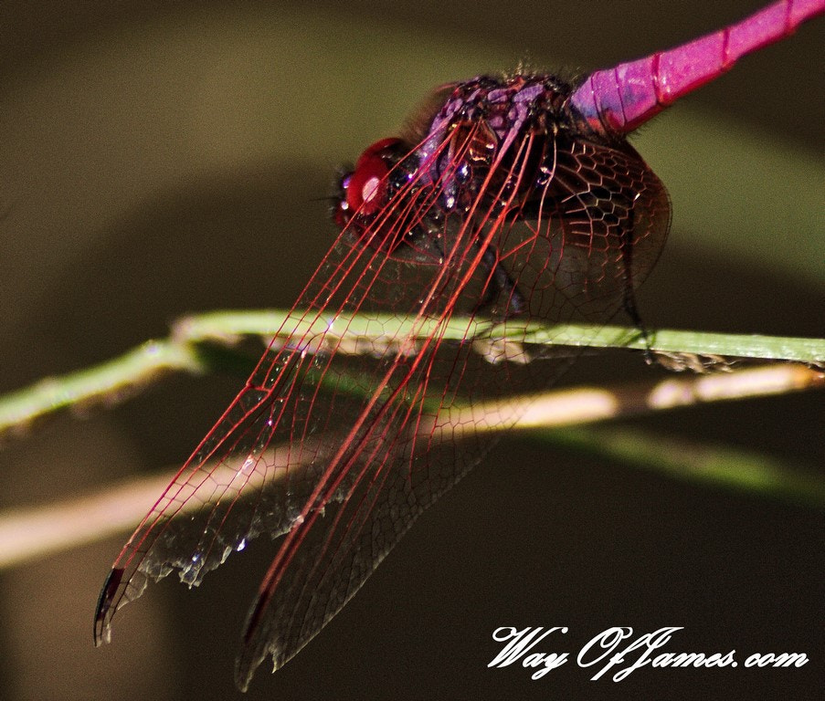 Sigma 70-300mm F4-5.6 APO DG Macro sample photo. Libelred photography