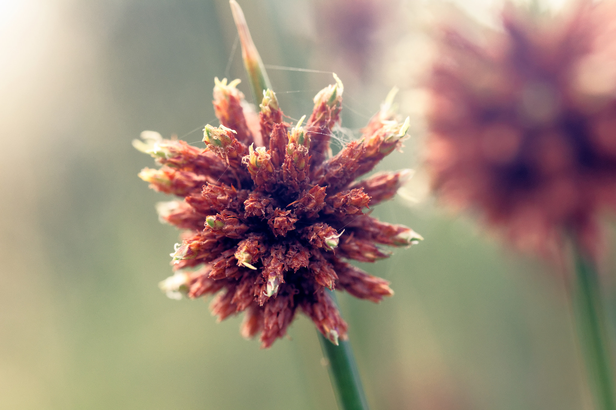 Canon EF-S 60mm F2.8 Macro USM sample photo. Tango photography