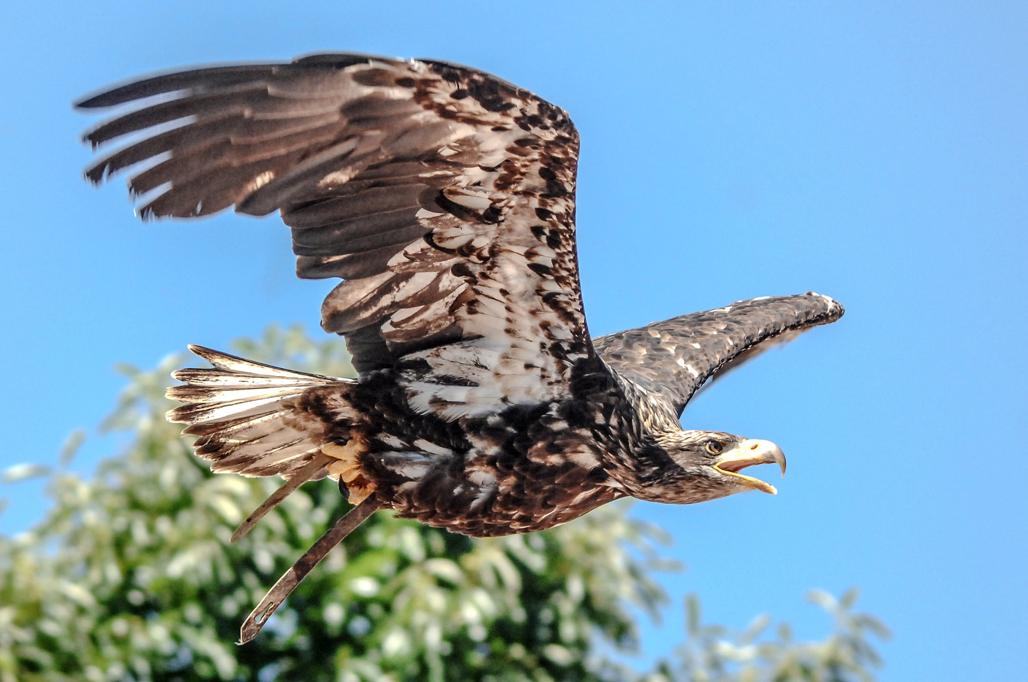 Sigma 120-400mm F4.5-5.6 DG OS HSM sample photo. Comme un oiseau.... photography