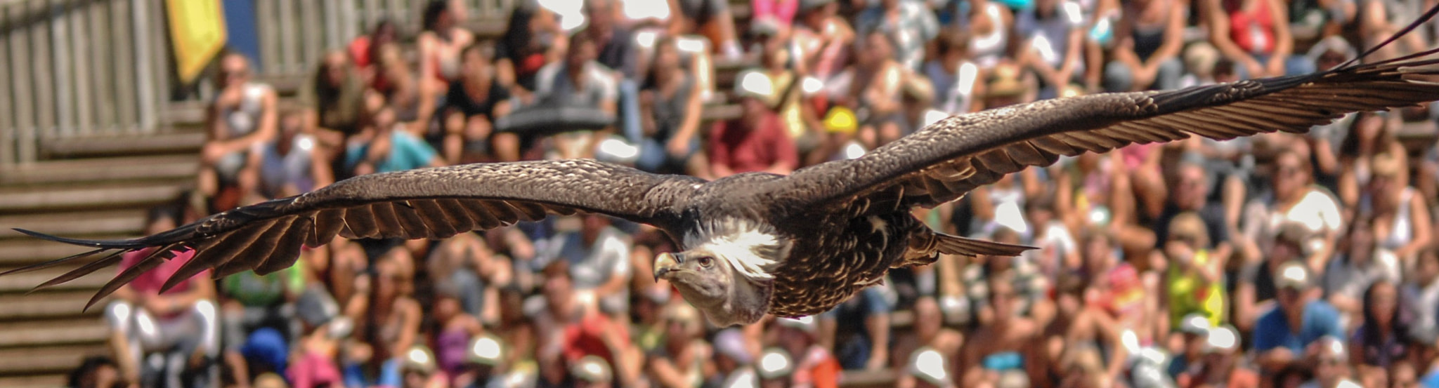 Sigma 120-400mm F4.5-5.6 DG OS HSM sample photo. Puy du fou photography