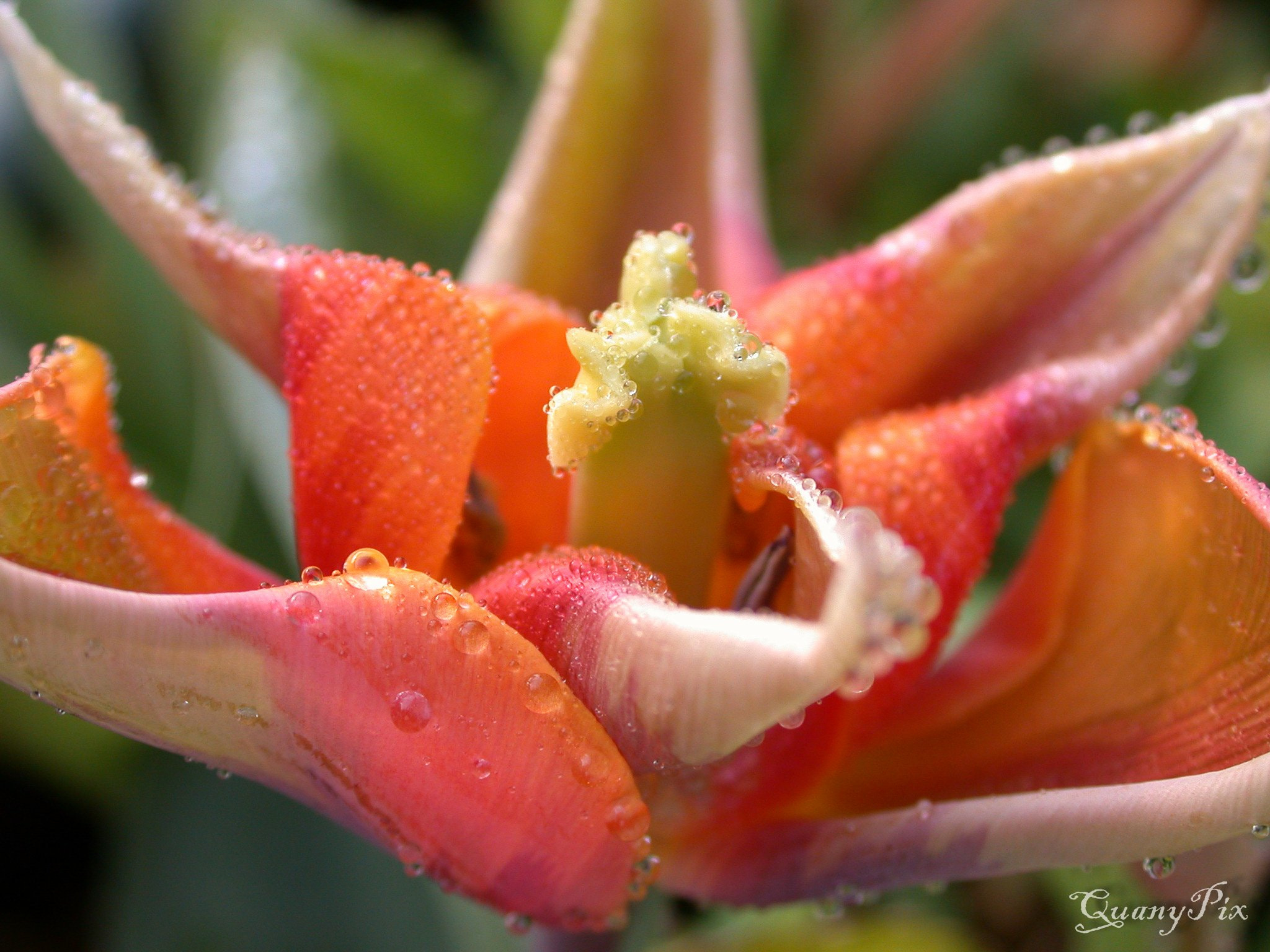 Nikon E995 sample photo. Gouts d'eau photography