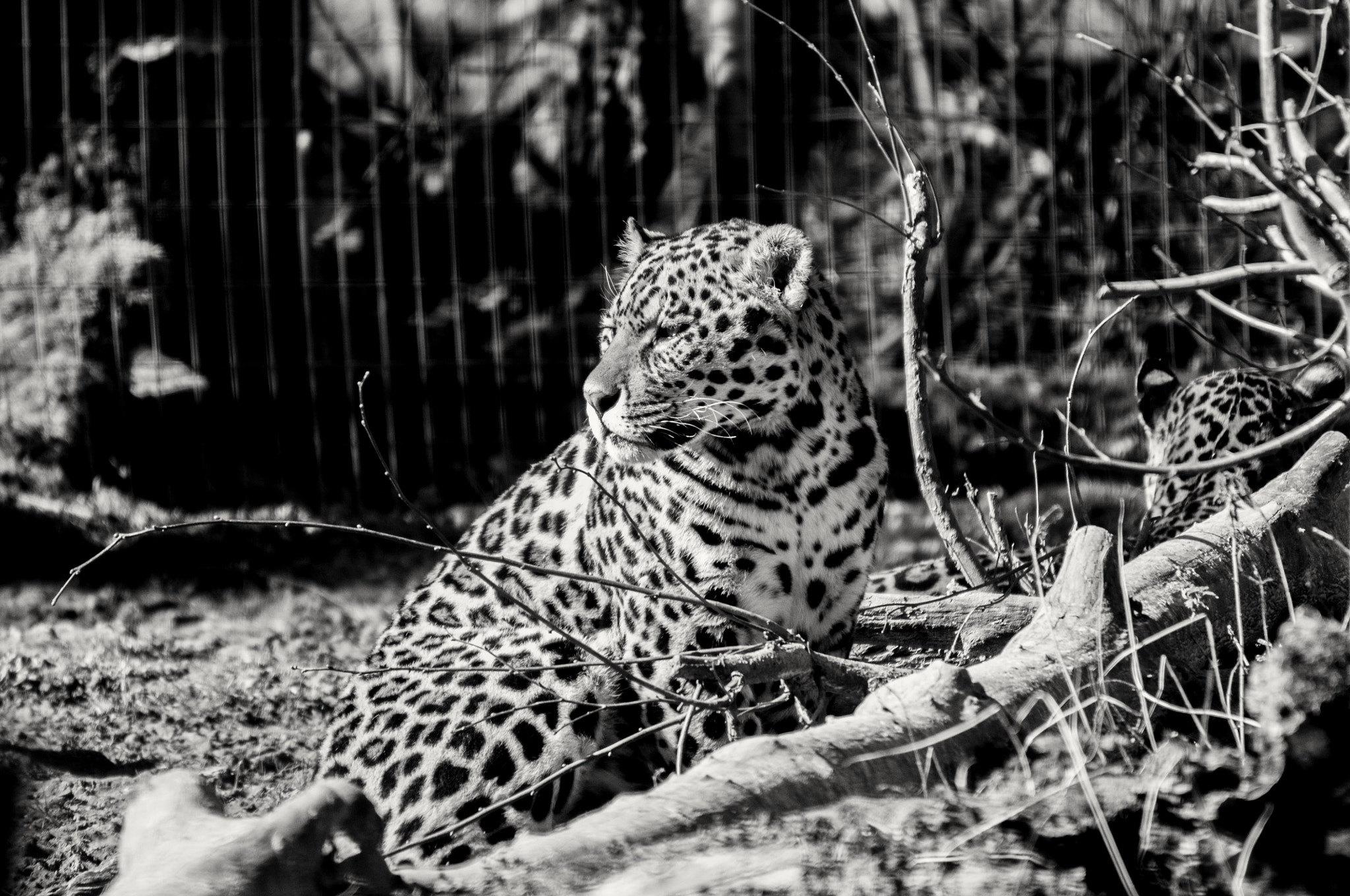 Sigma 120-400mm F4.5-5.6 DG OS HSM sample photo. Gros miaou photography