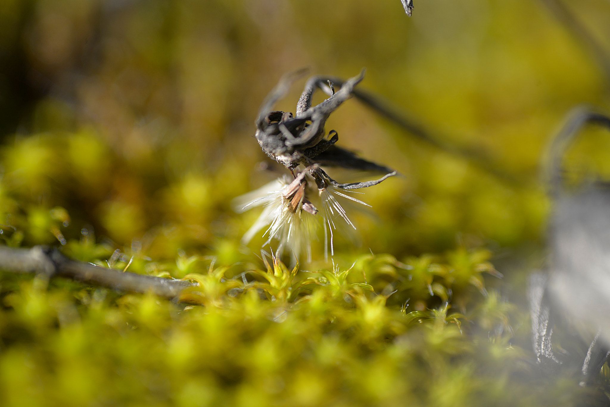 AF Micro-Nikkor 60mm f/2.8 sample photo. New photography