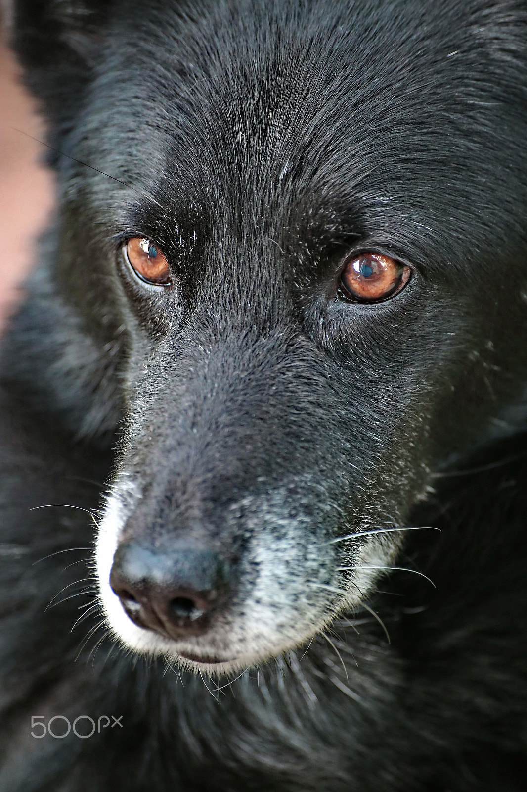 Sigma 70-300mm F4-5.6 APO DG Macro sample photo. Russian-european laika photography